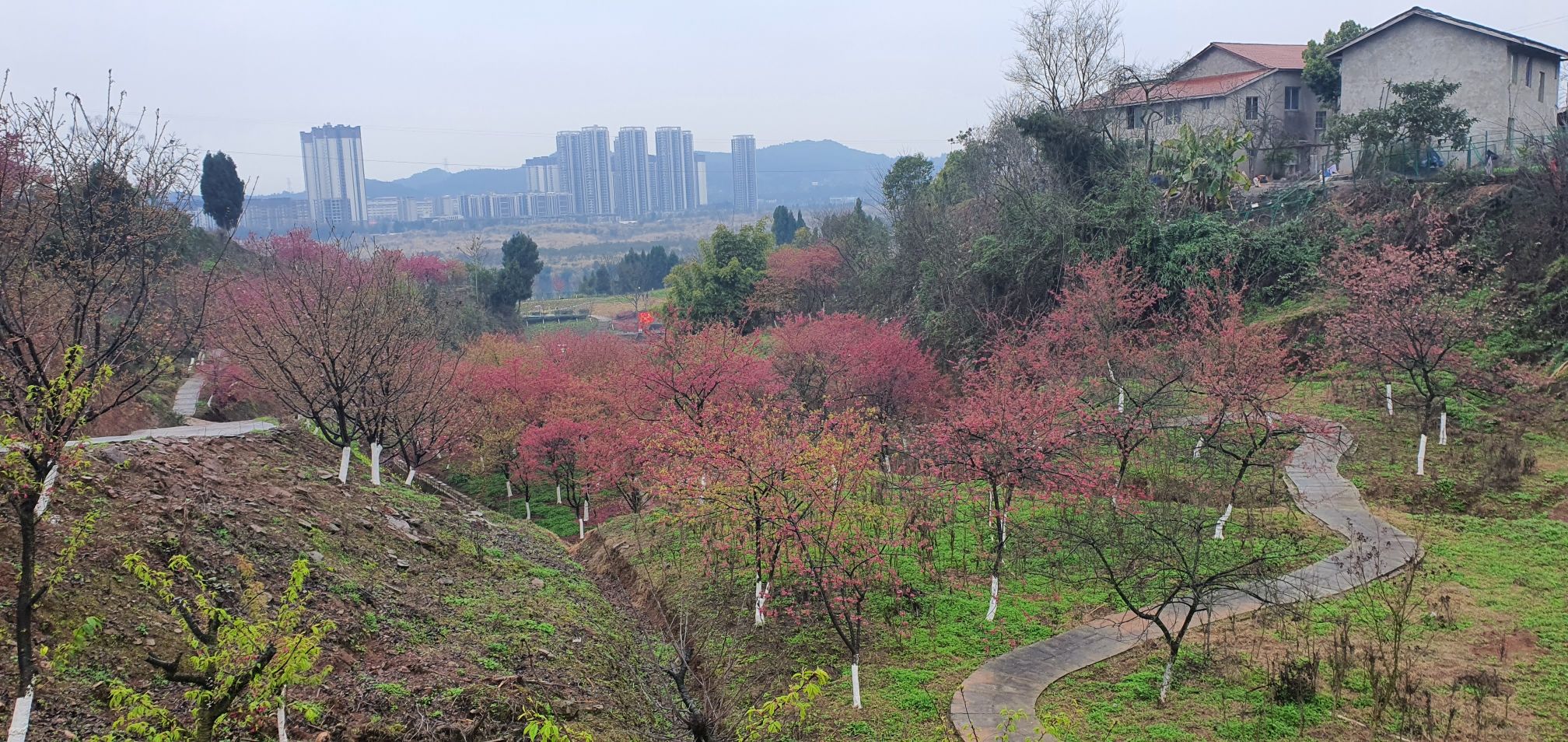 澜岭江花旅行图片 1