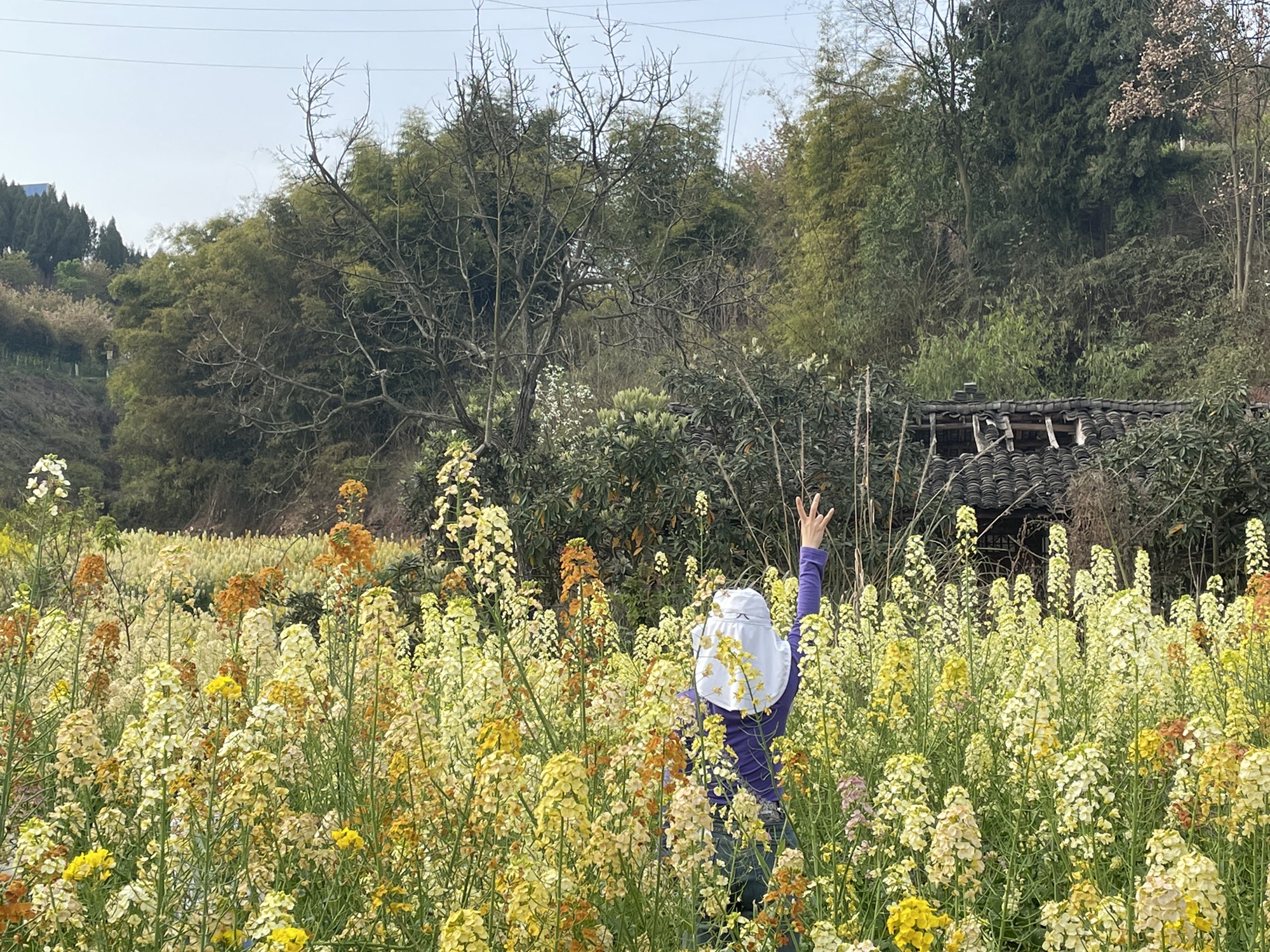 澜岭江花旅行图片 2