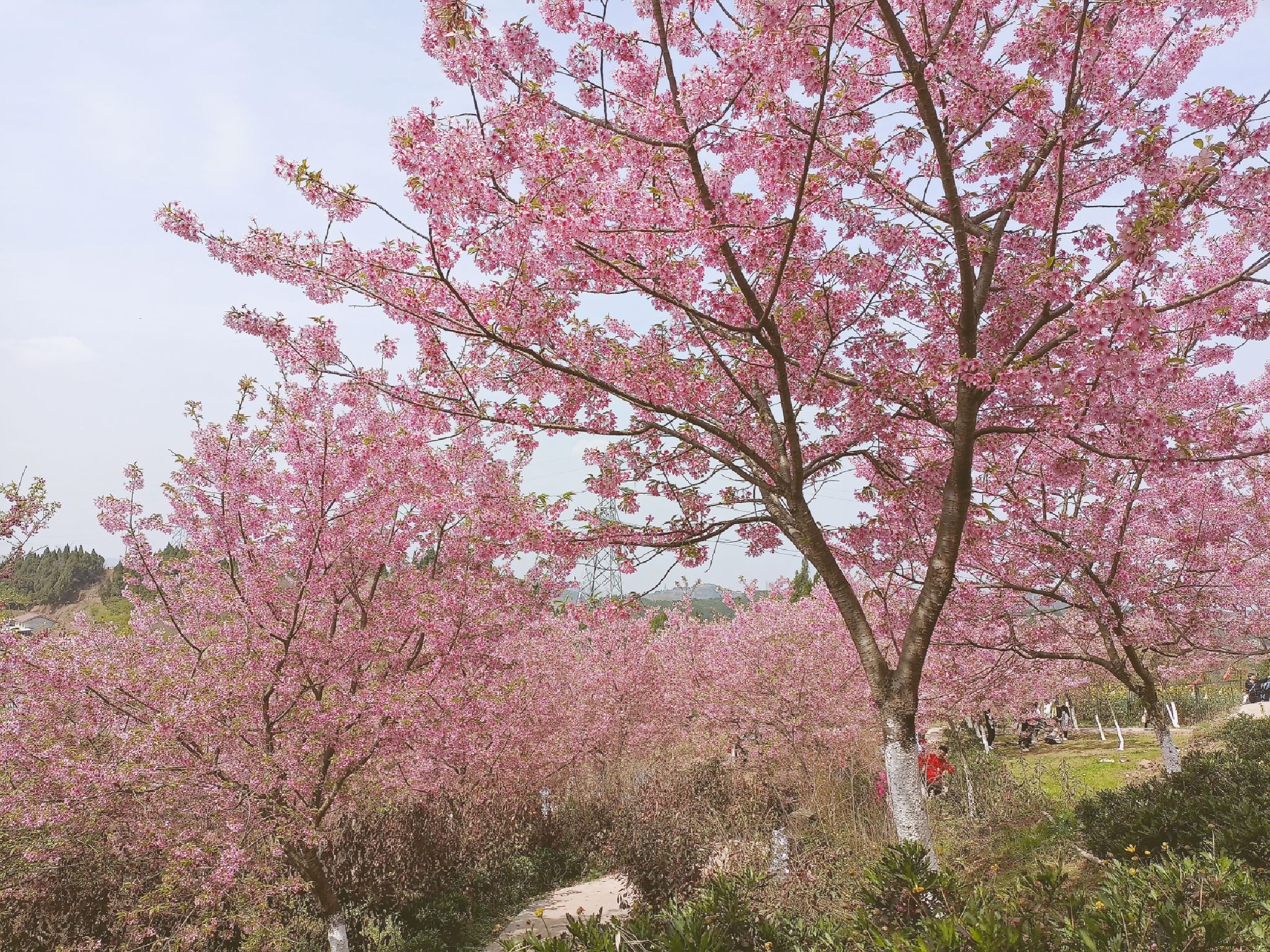 澜岭江花旅行图片 1