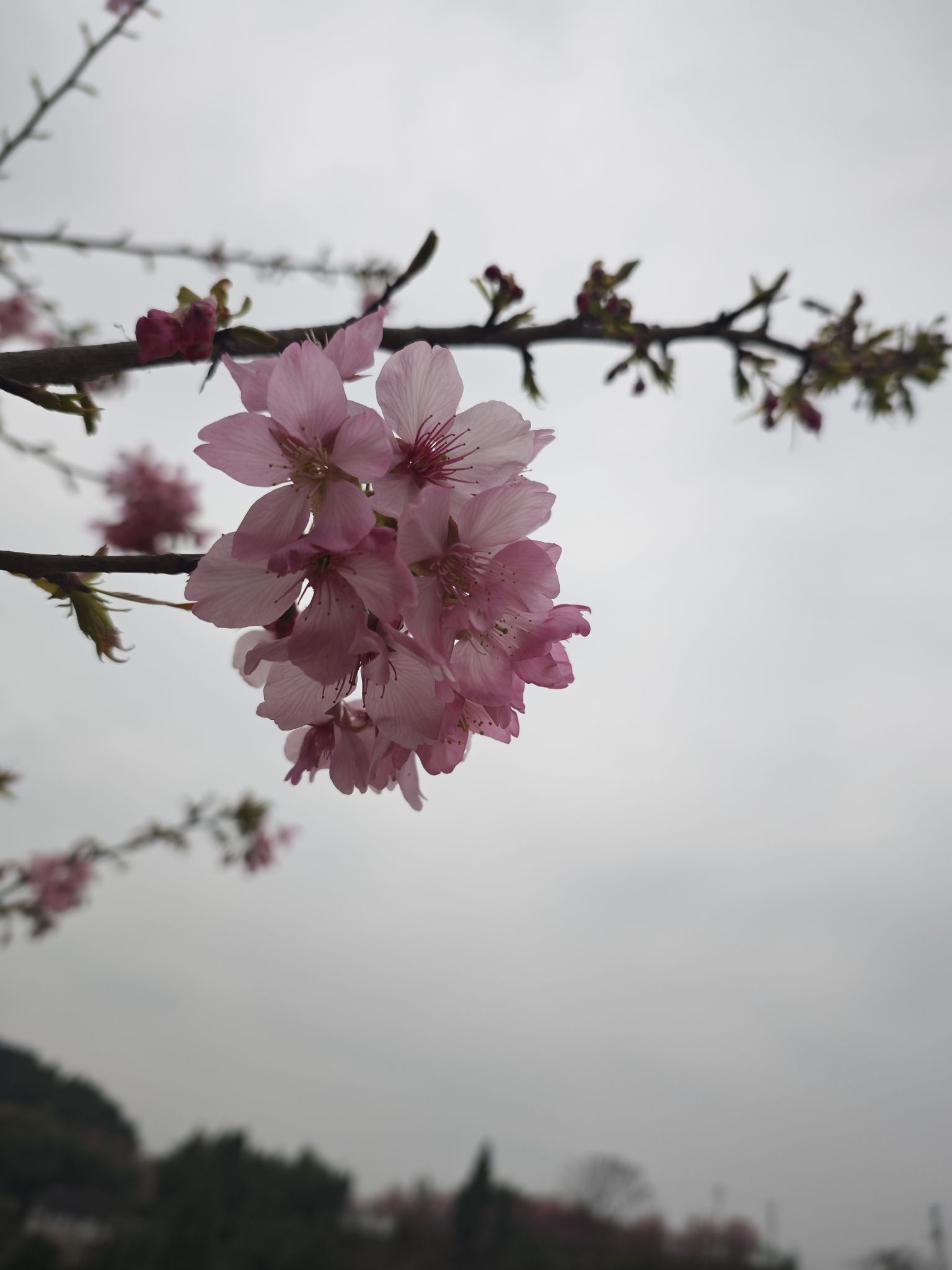 澜岭江花旅行图片 1