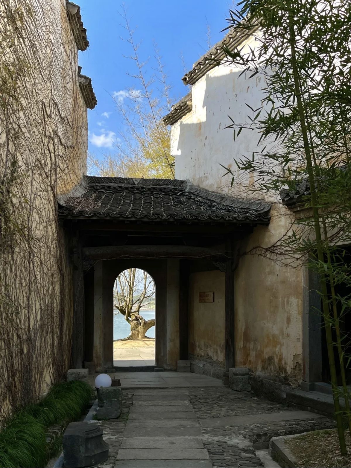 砀山酥梨百年梨树园旅行图片 3