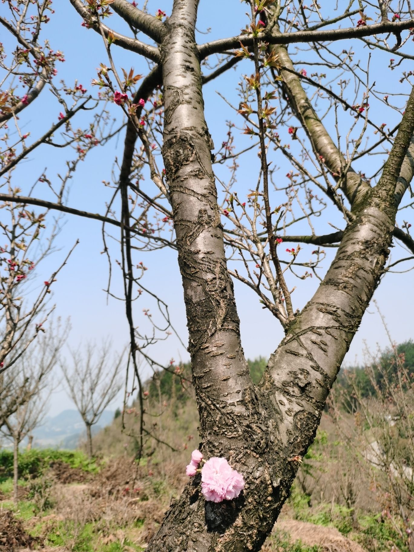春龙花果山旅行图片 1