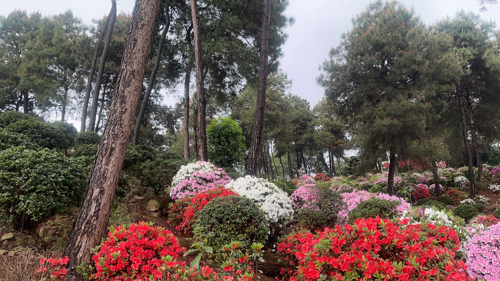 南山放牛村杜鹃园旅行图片 3