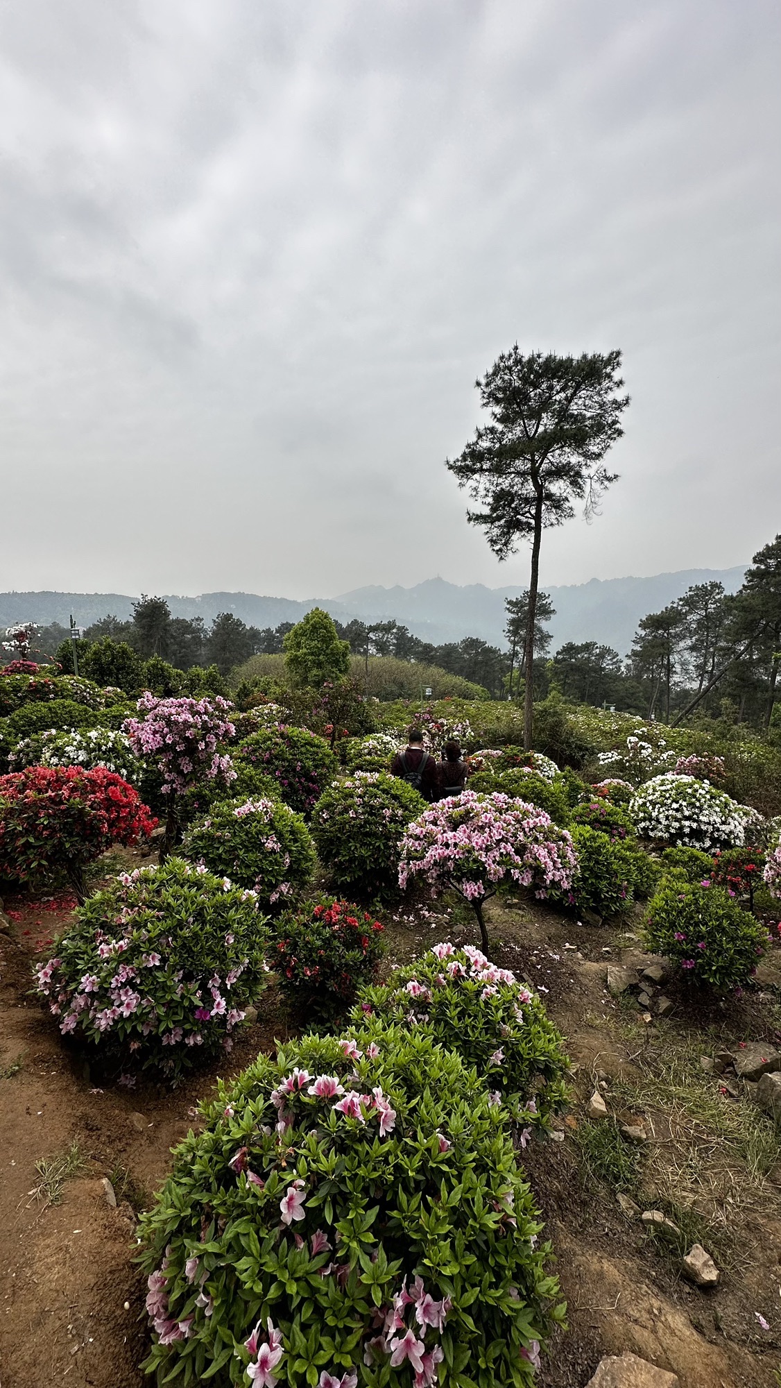 南山放牛村杜鹃园旅行图片 2