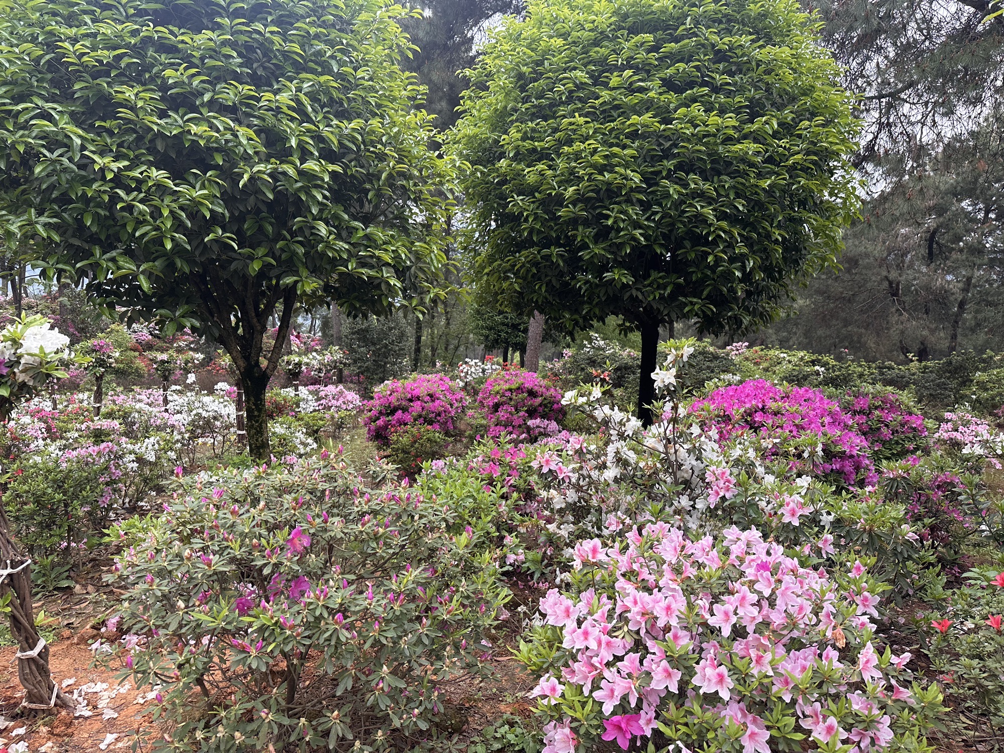 南山放牛村杜鹃园旅行图片 3