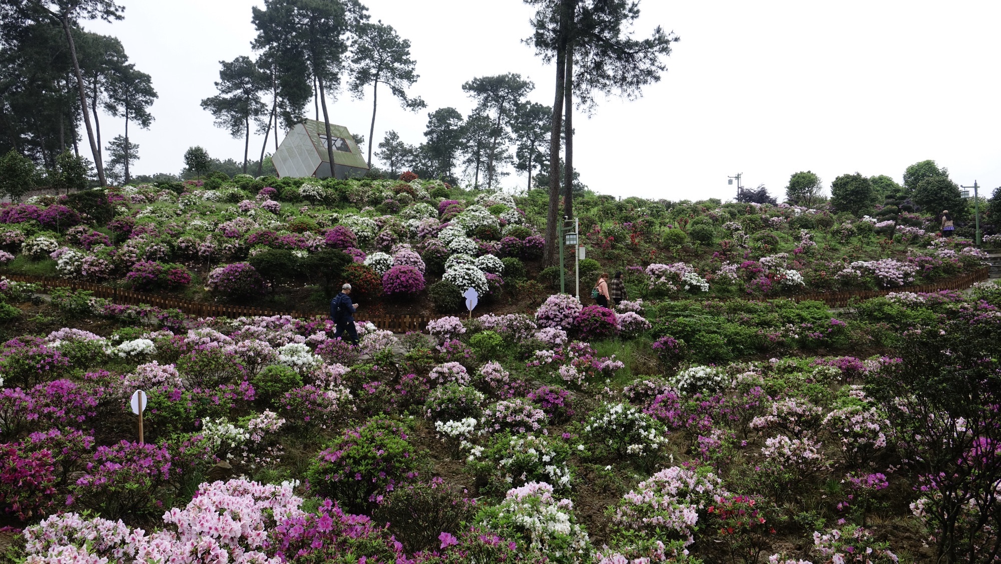 南山放牛村杜鹃园旅行图片 2