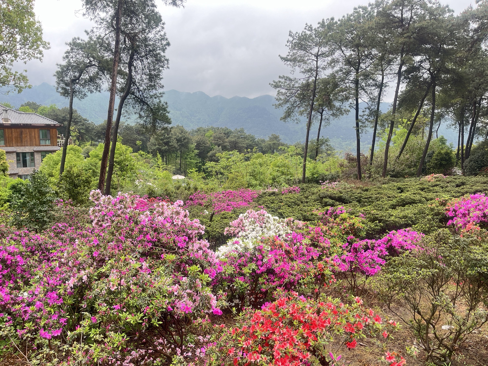 南山放牛村杜鹃园旅行图片 2