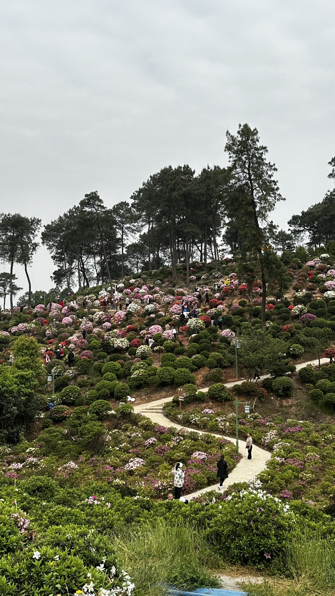 南山放牛村杜鹃园旅行图片 3