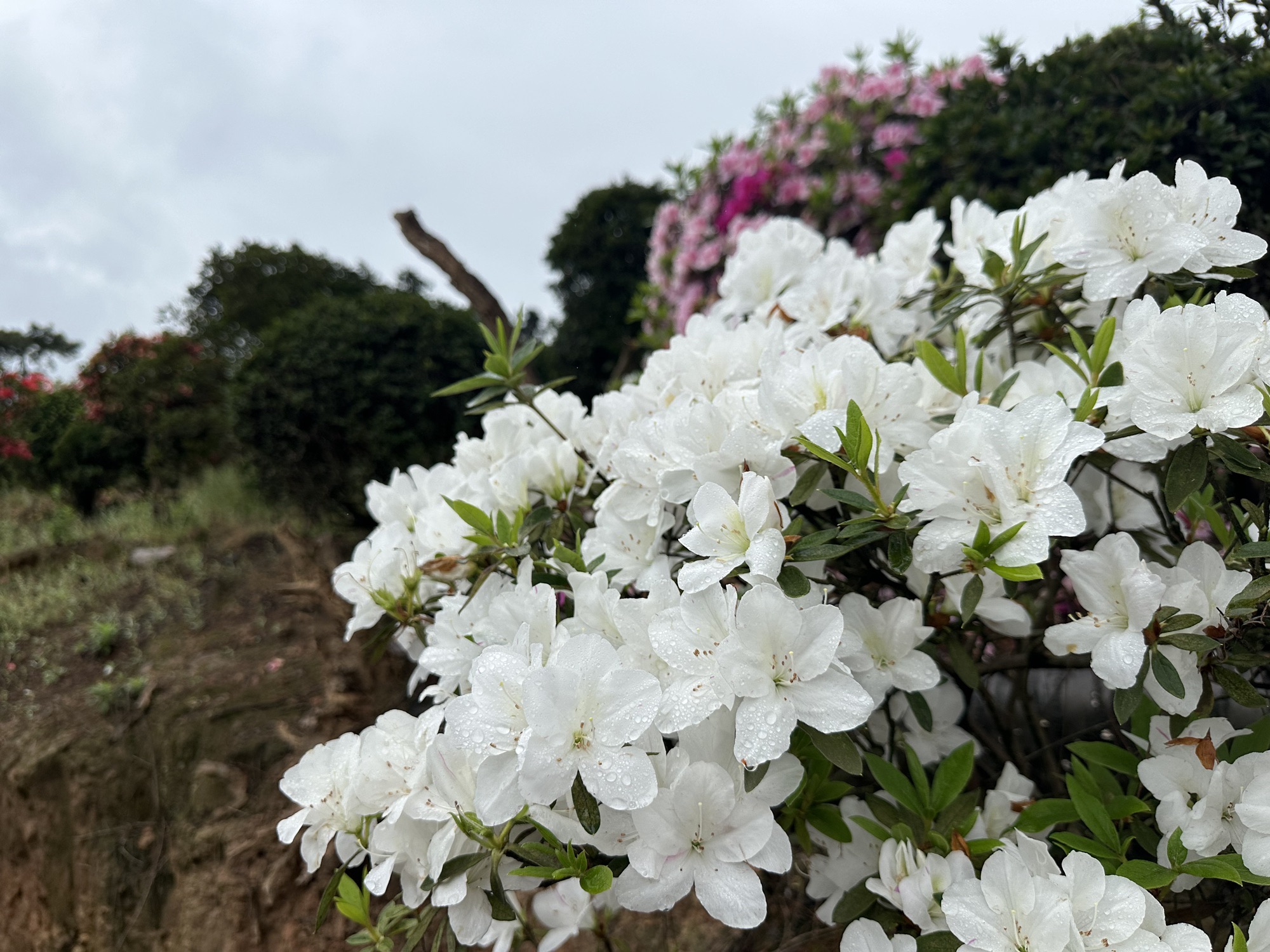 南山放牛村杜鹃园旅行图片 3