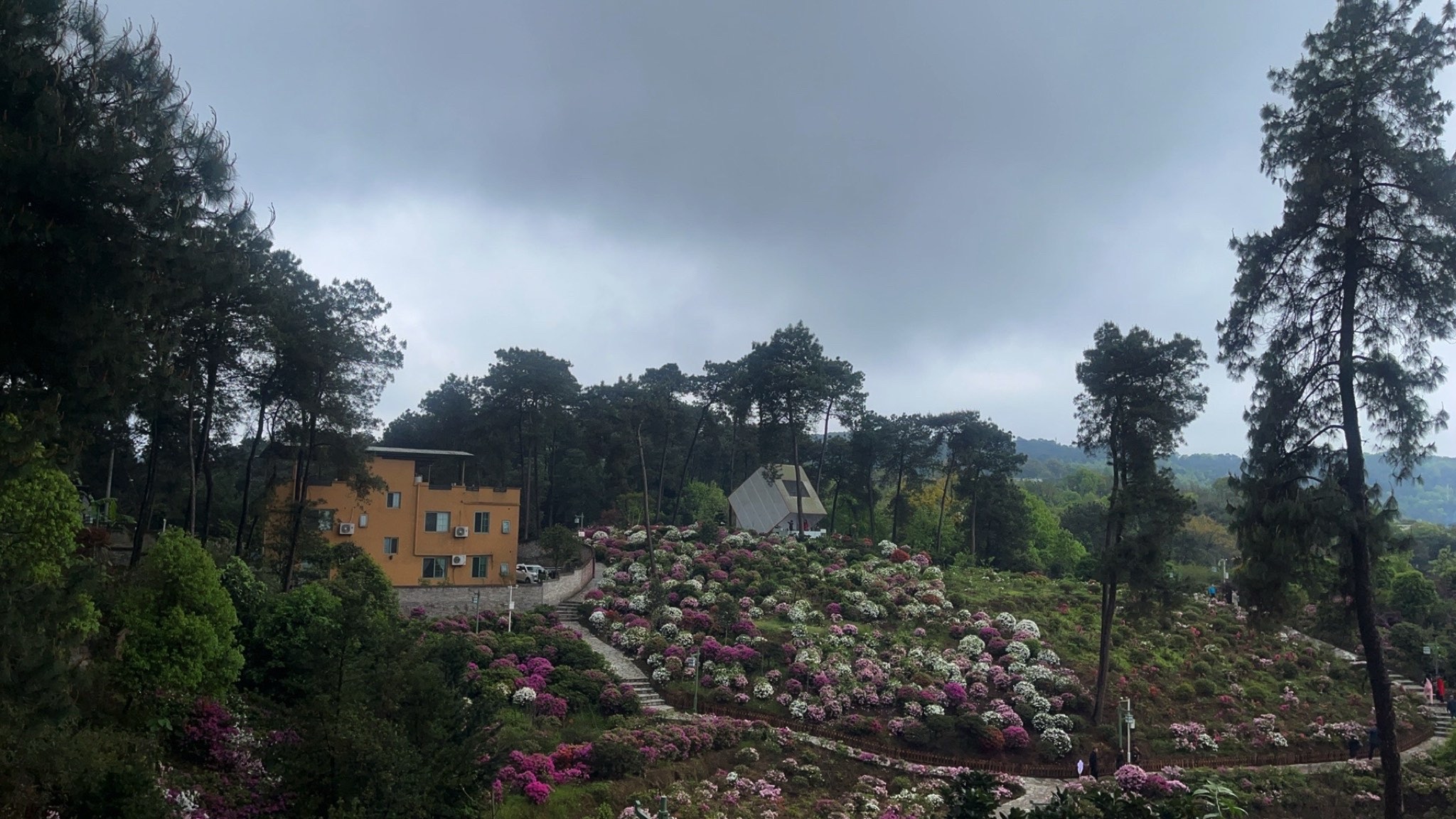 南山放牛村杜鹃园旅行图片 1