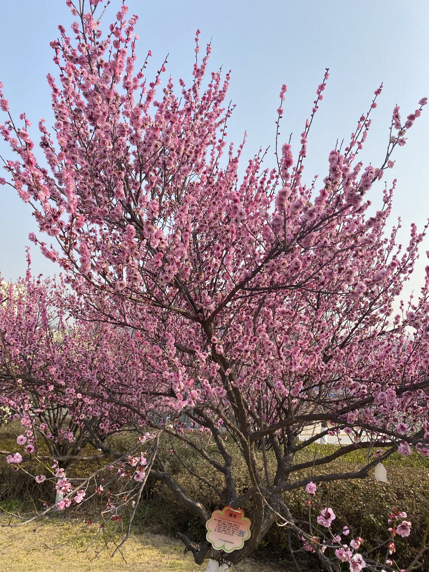 瑞龙郊野公园旅行图片 1