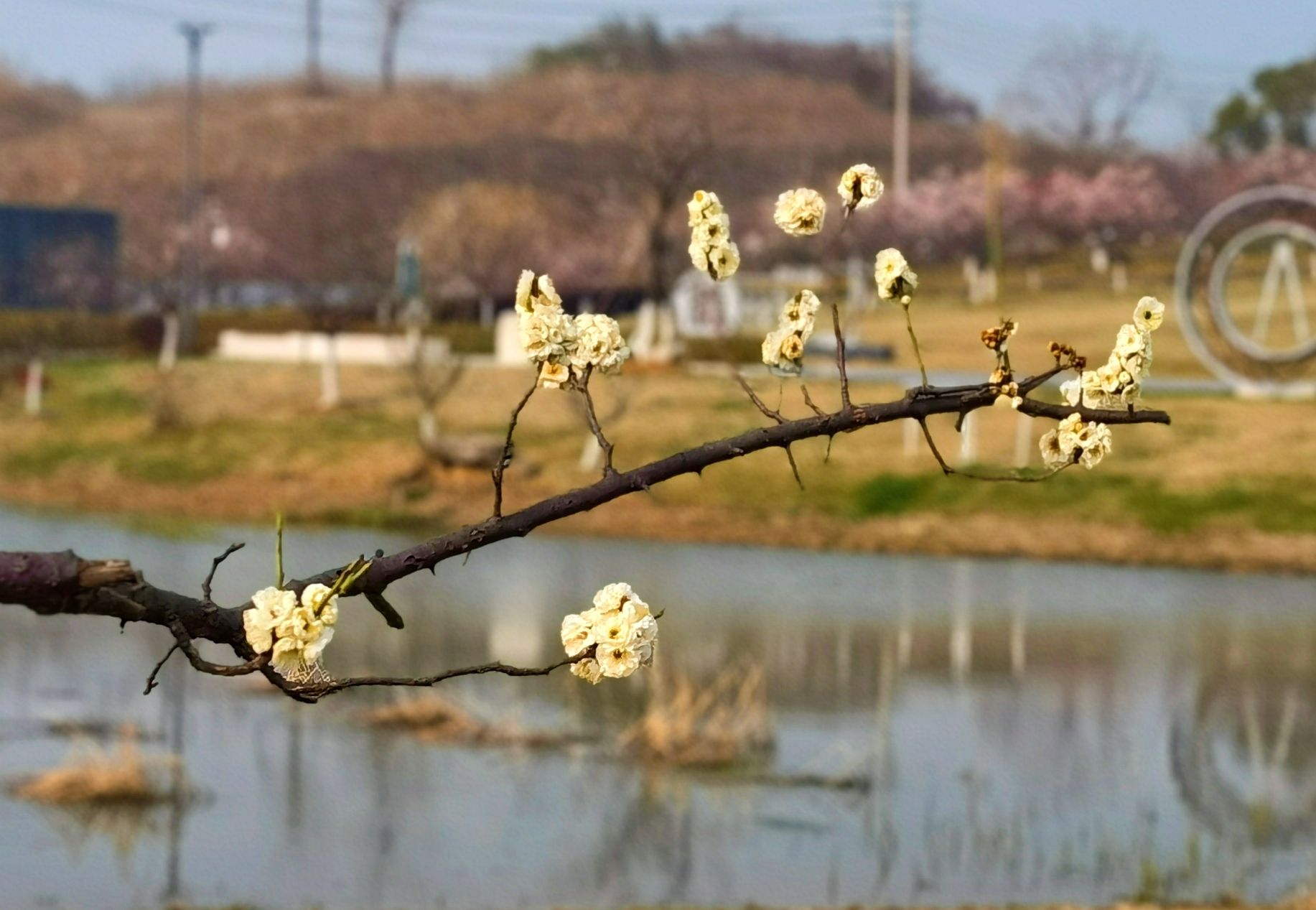 瑞龙郊野公园旅行图片 1