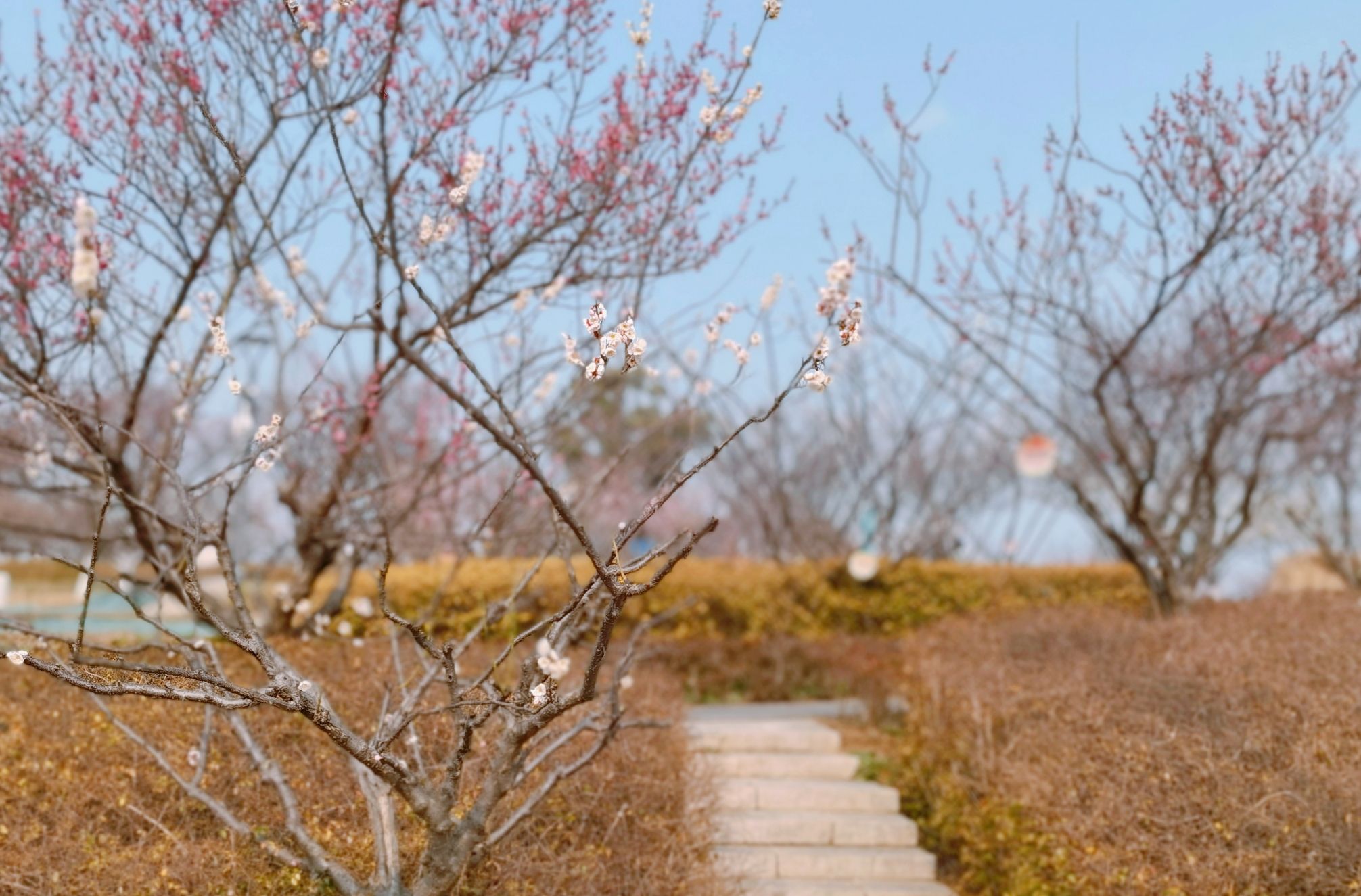 瑞龙郊野公园旅行图片 3