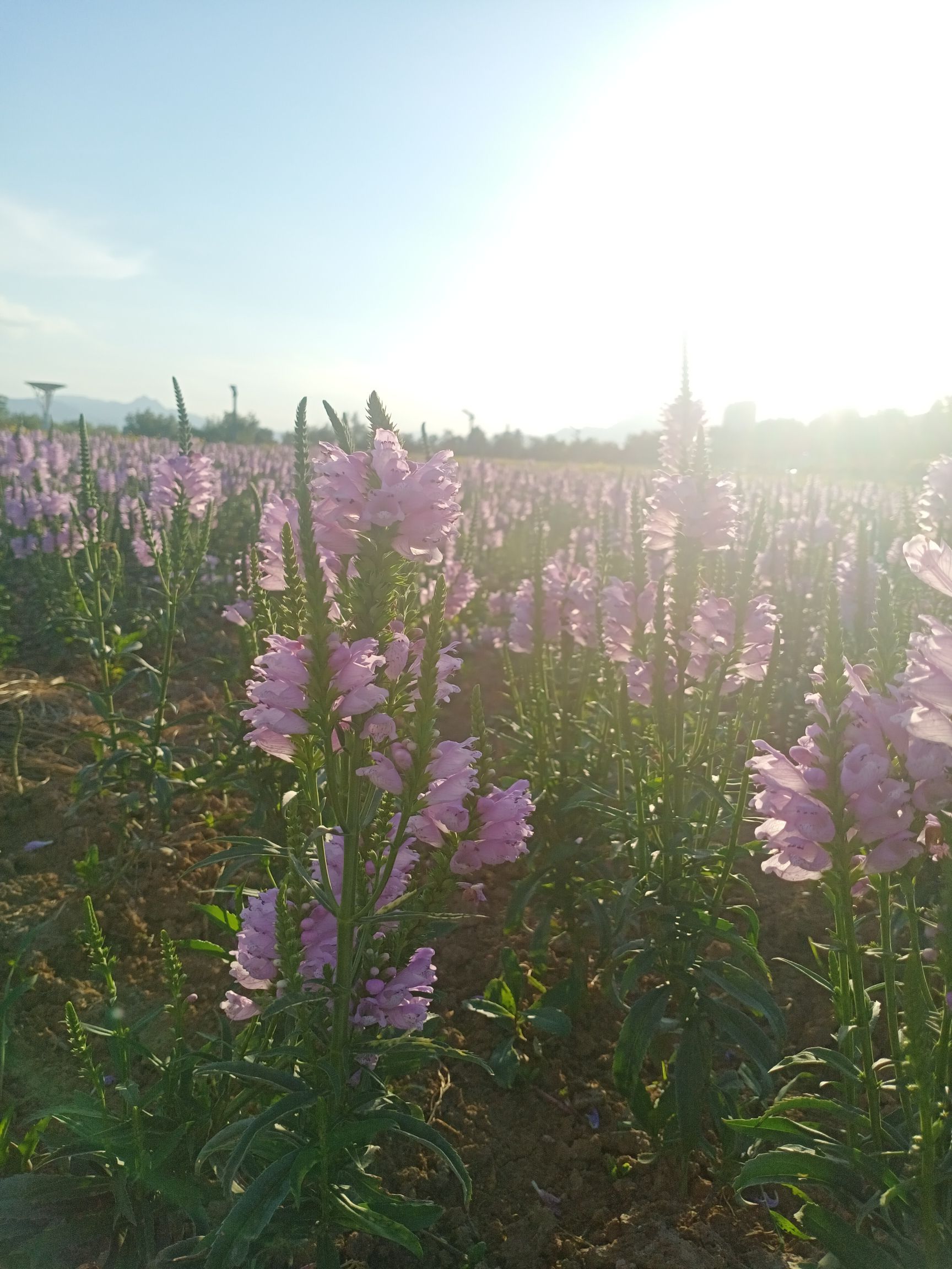 桑干河滨河公园旅行图片 3