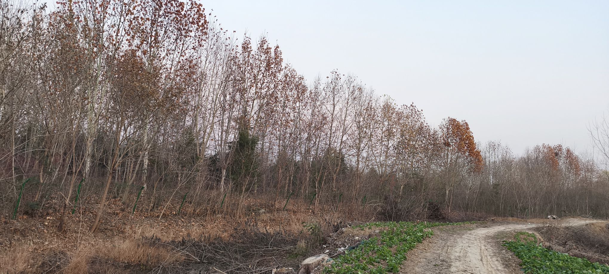 凤凰湖湿地公园旅行图片 3