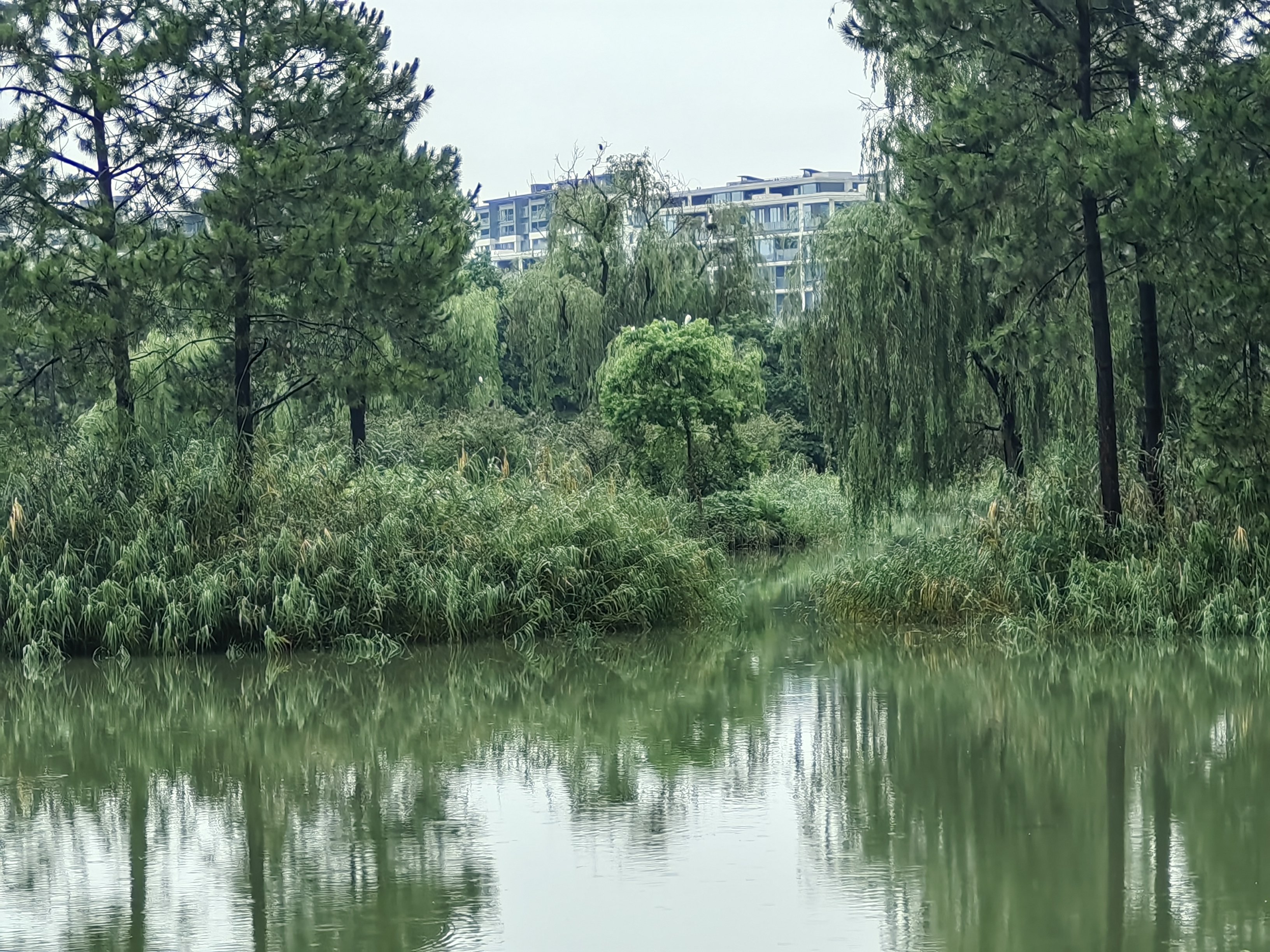 白鹭湿地公园旅行图片 1