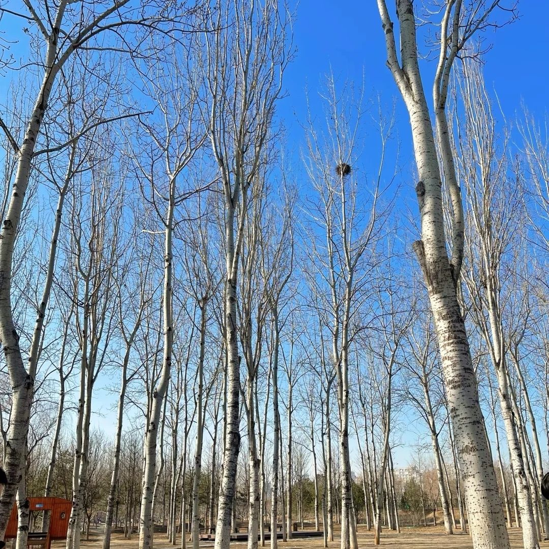 永顺公园旅行图片 3