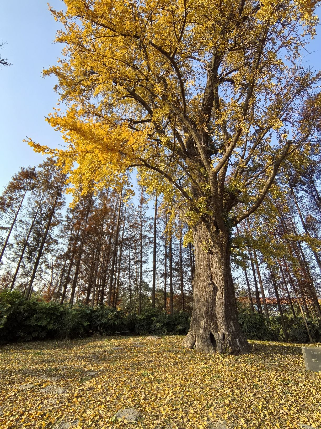 钱世桢文化公园旅行图片 3