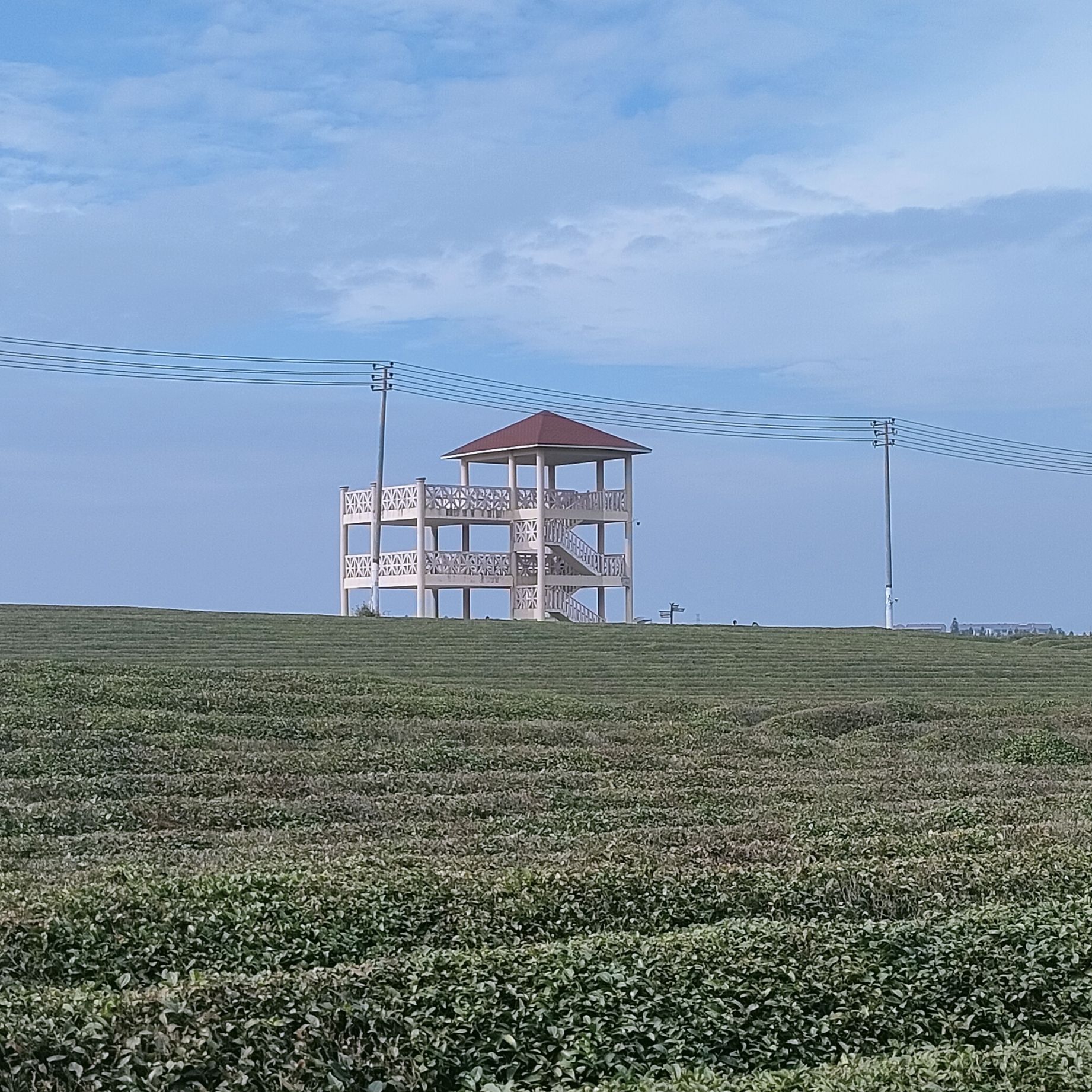 金溪县茶文化园旅行图片 3