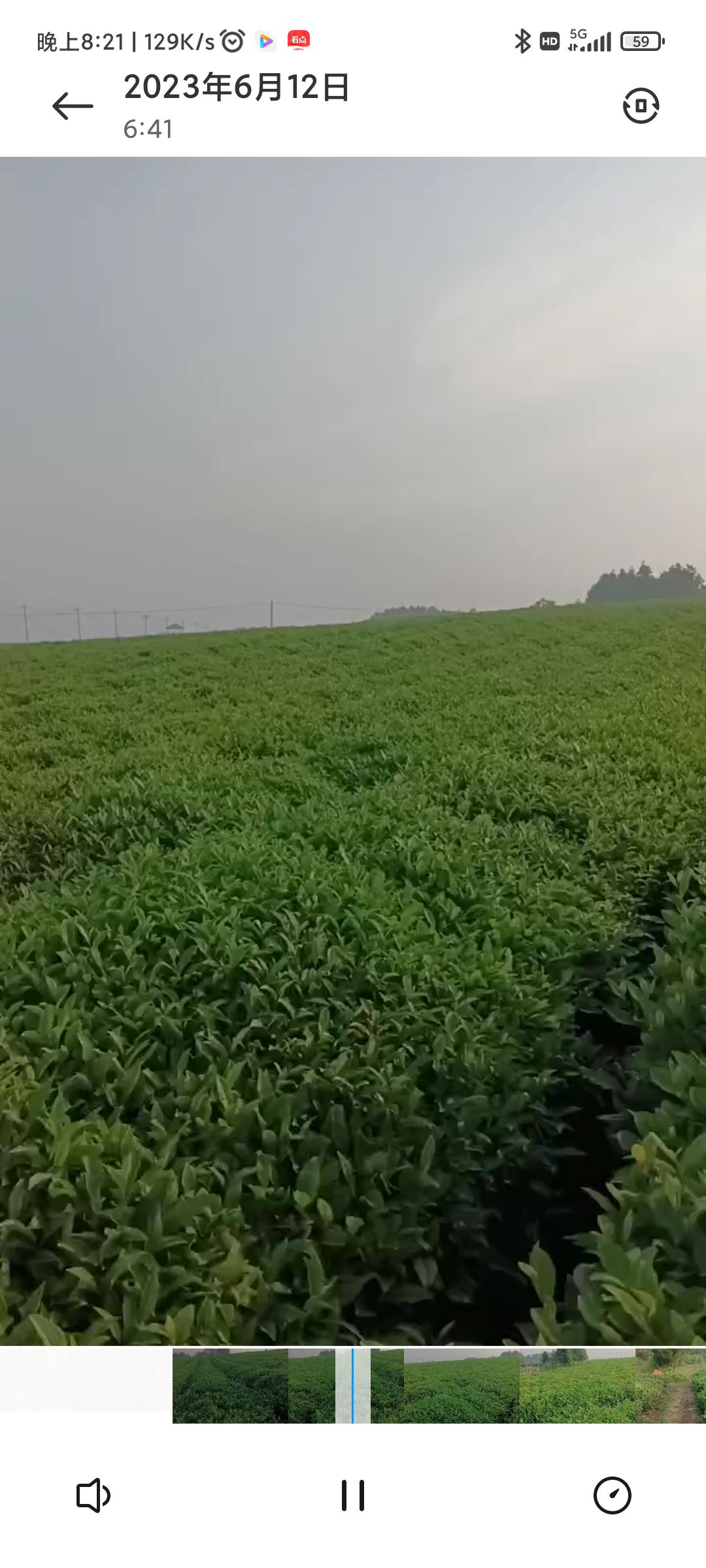 金溪县茶文化园旅行图片 3