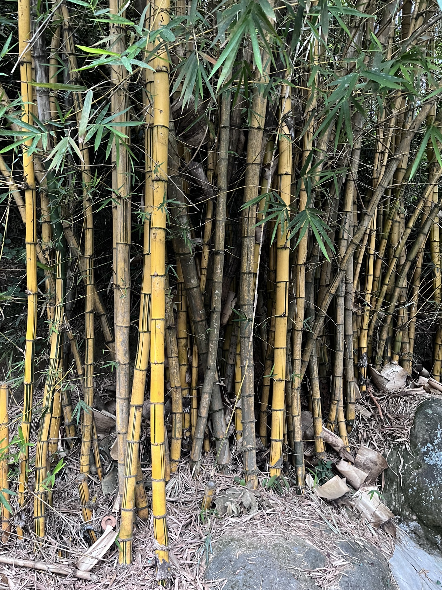 麒麟岩旅行图片 3
