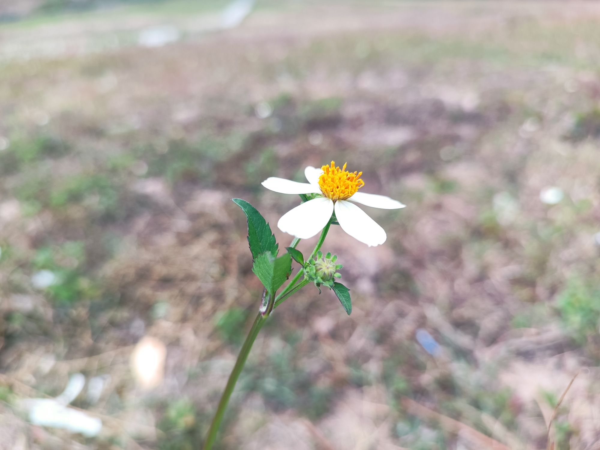 麒麟岩旅行图片 3
