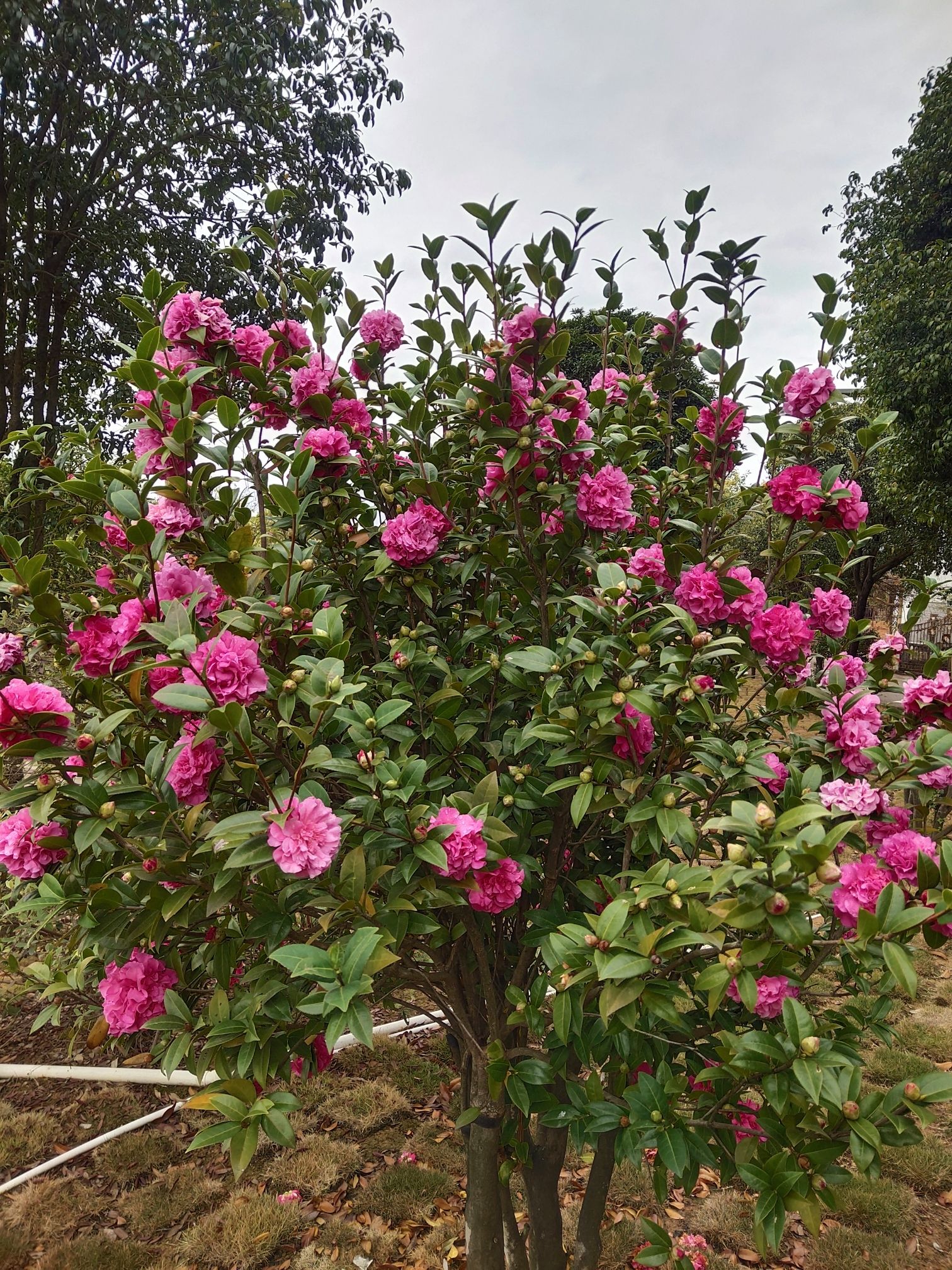 柳州花果山生态园旅行图片 2