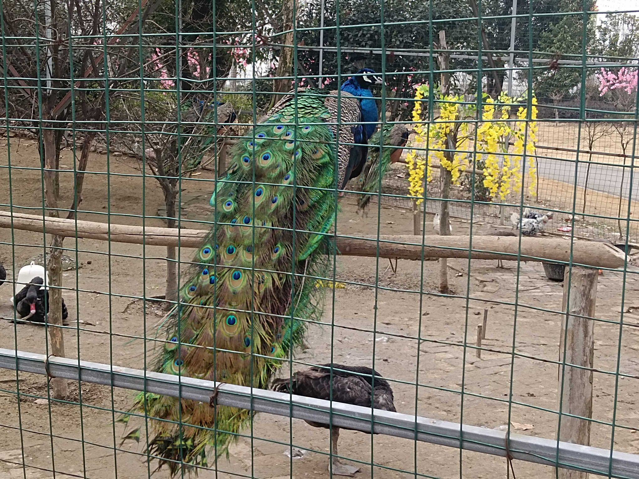 恋蝶谷旅行图片 2