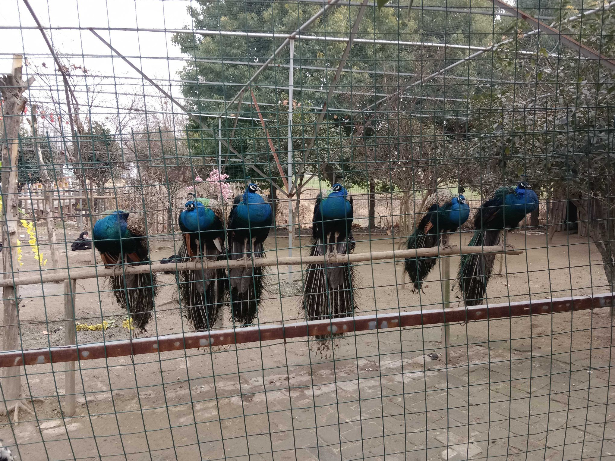 恋蝶谷旅行图片 1