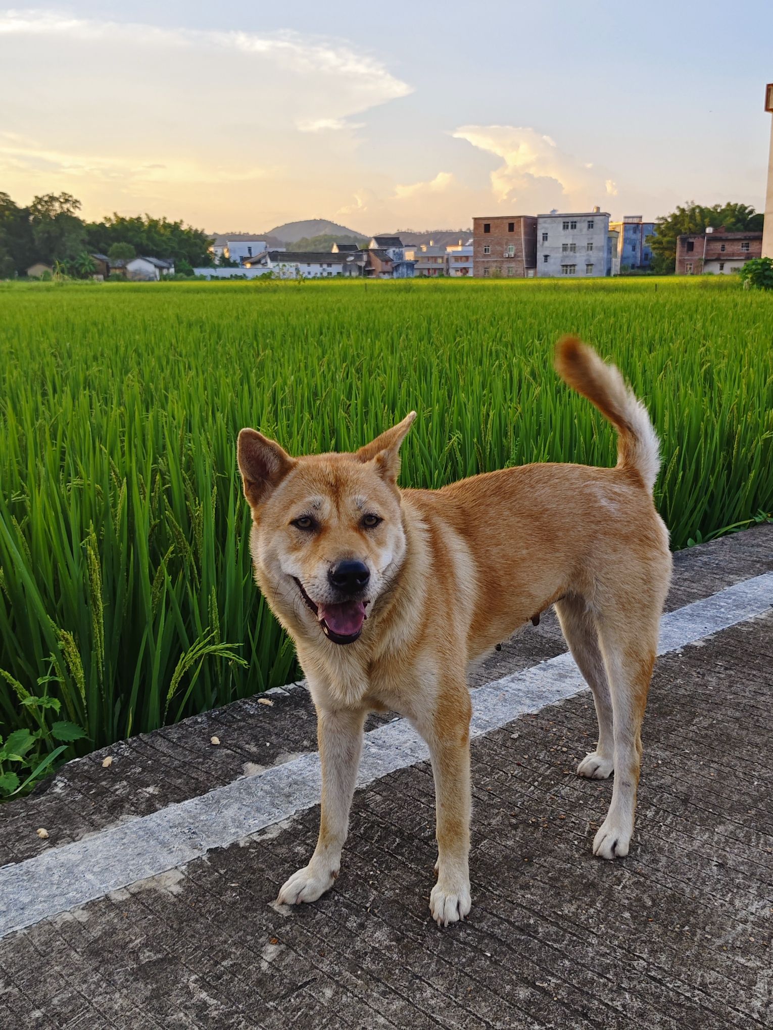 李威光状元故居旅行图片 1