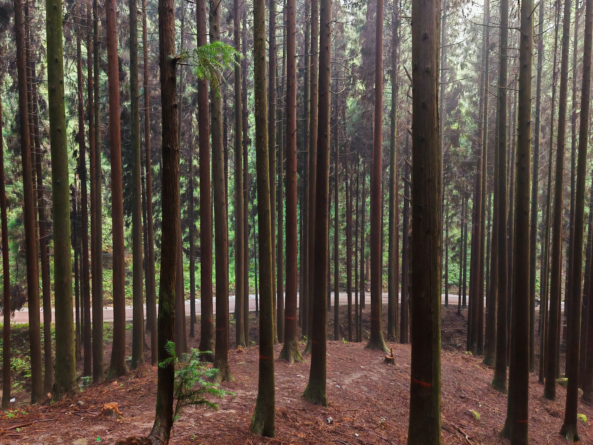 大坡森林公园旅行图片 2