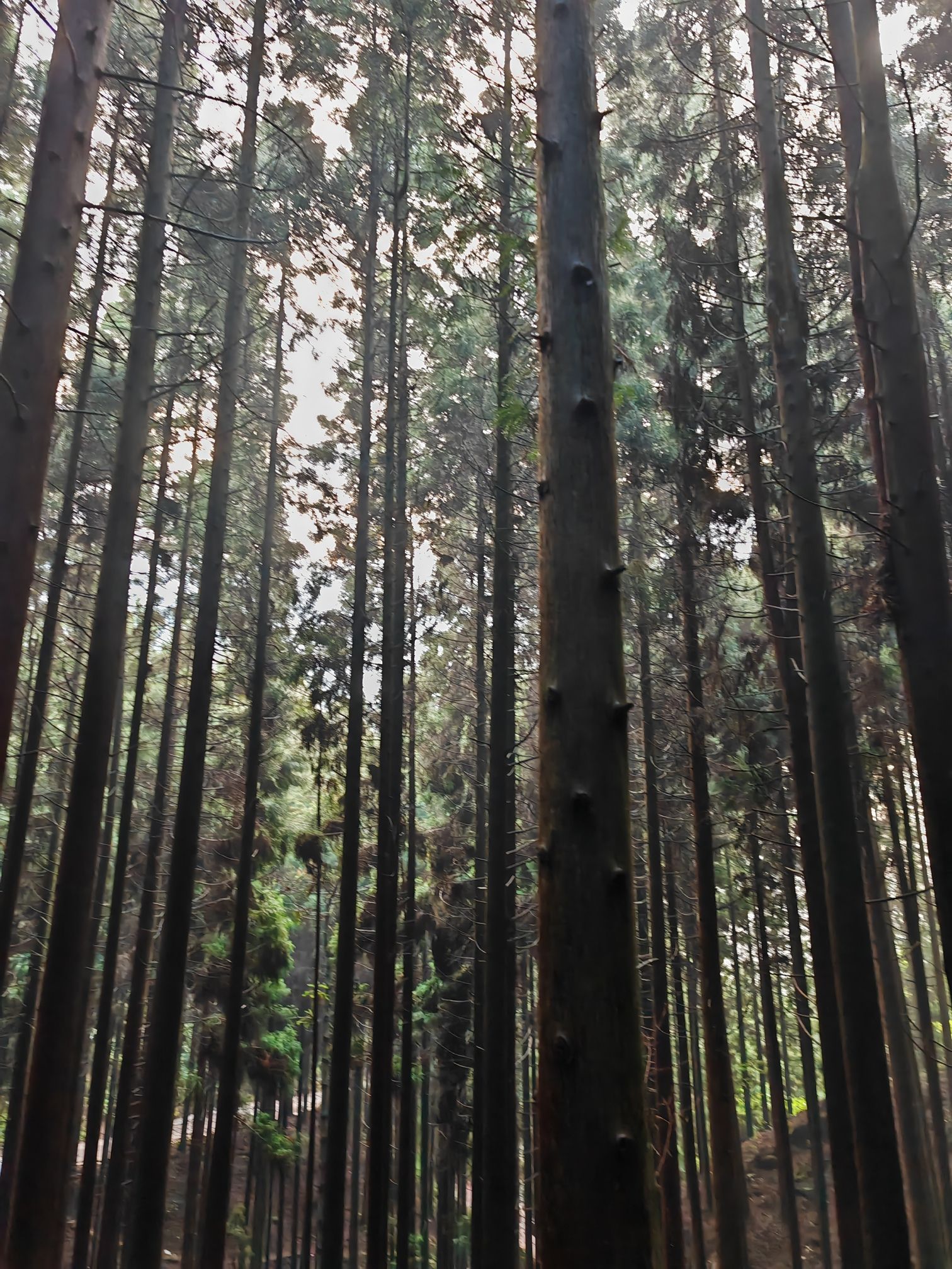 大坡森林公园旅行图片 1