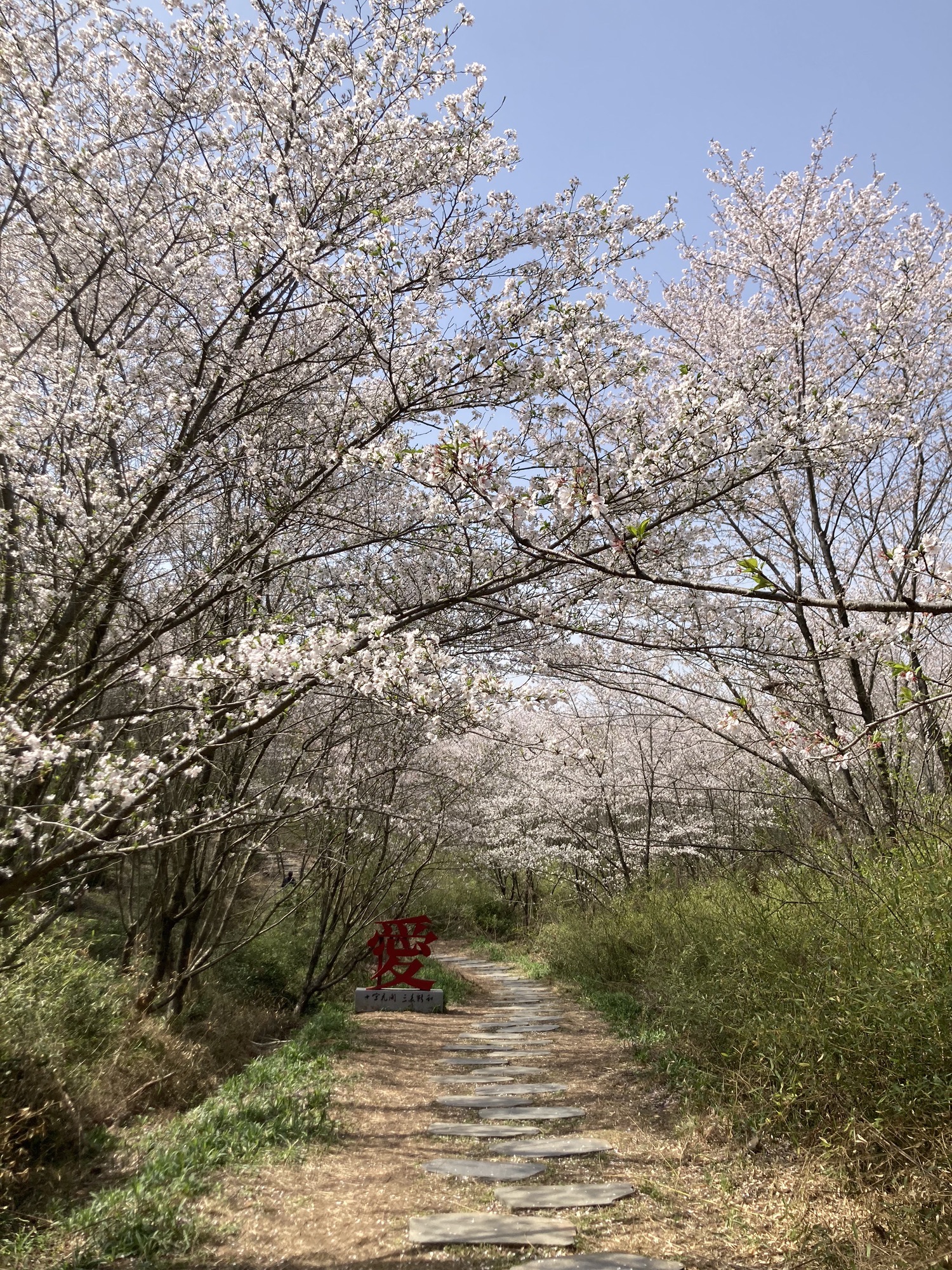 新和千亩樱花旅行图片 2