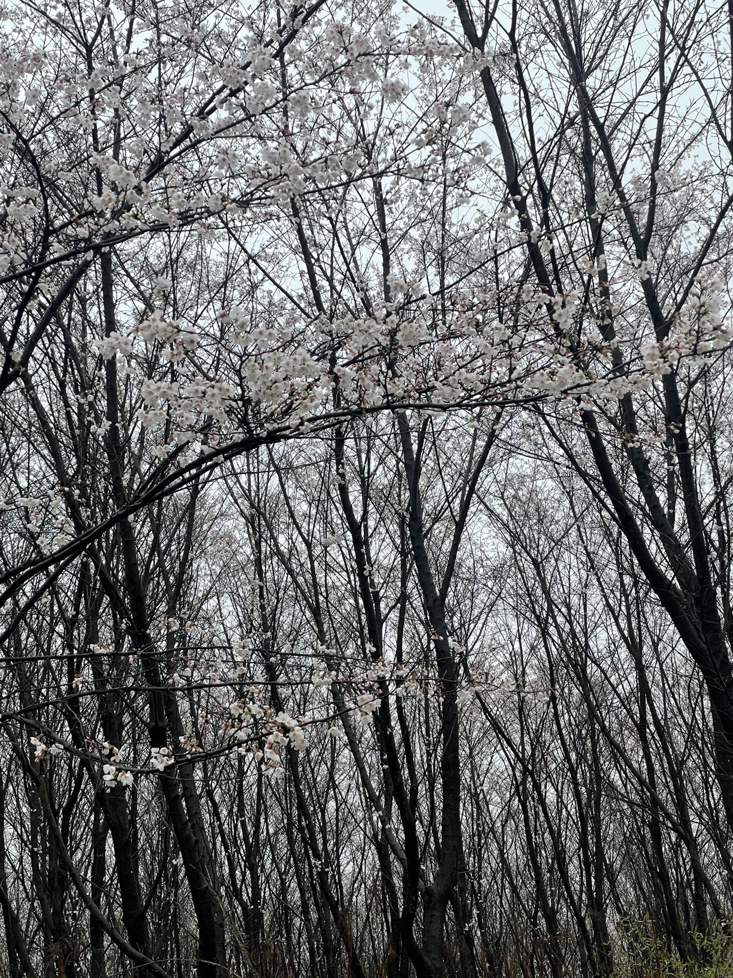 新和千亩樱花旅行图片 1
