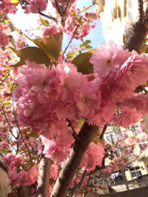 新和千亩樱花旅行图片 2