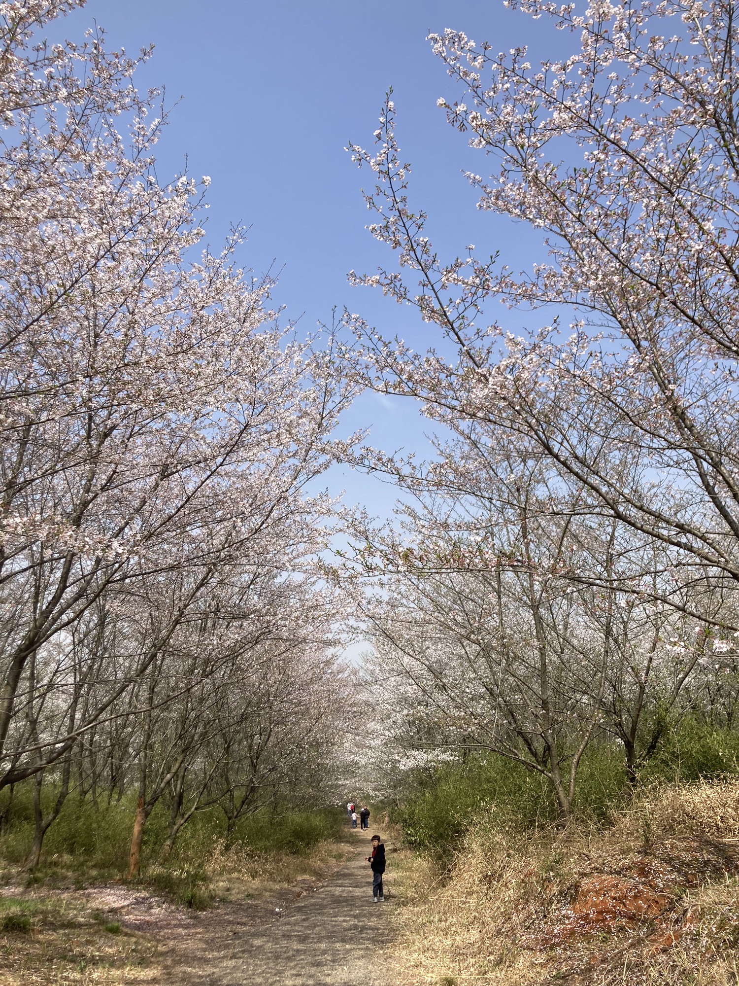 新和千亩樱花旅行图片 1