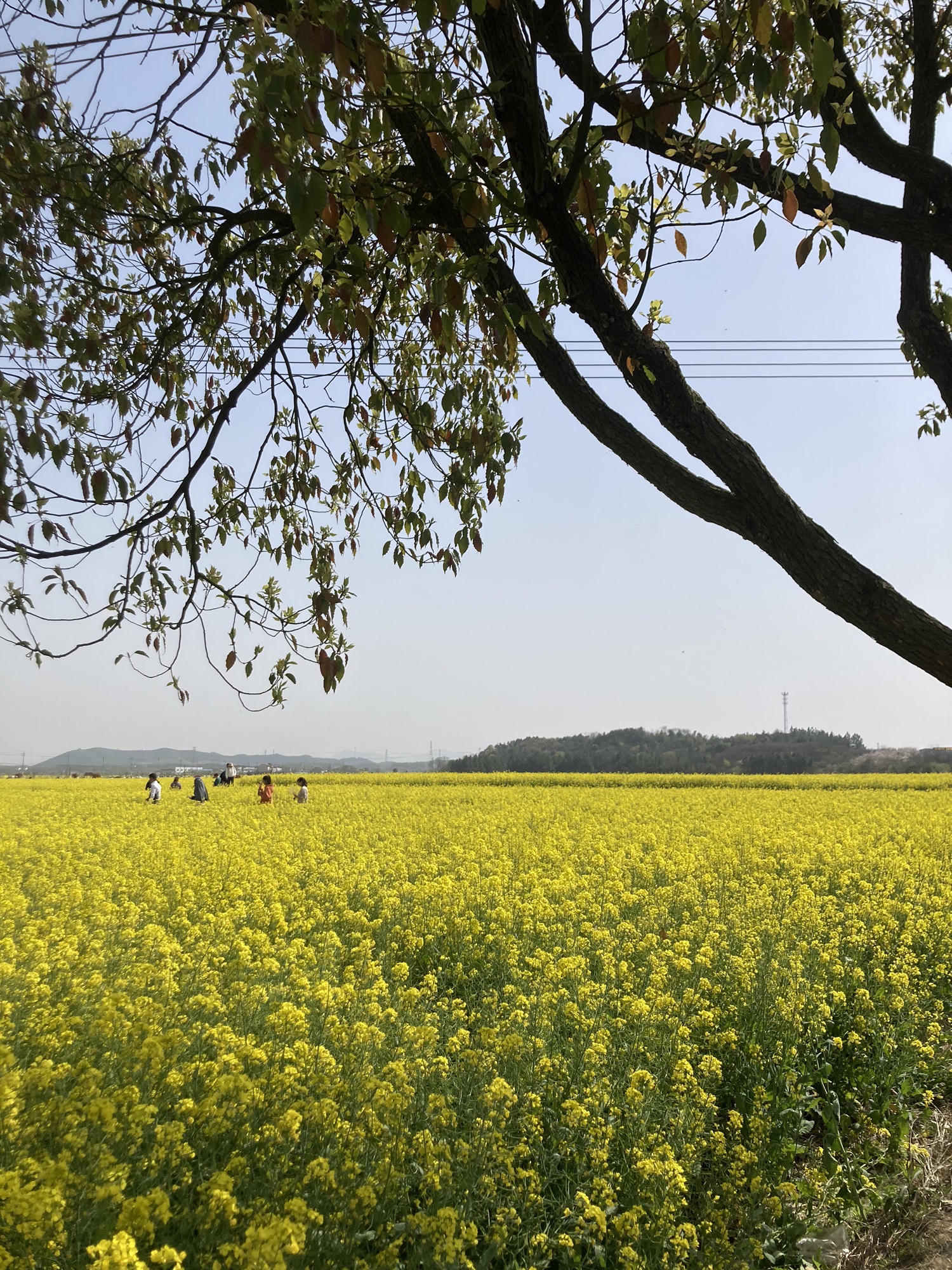 新和千亩樱花旅行图片 3