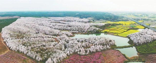 新和千亩樱花旅行图片 3