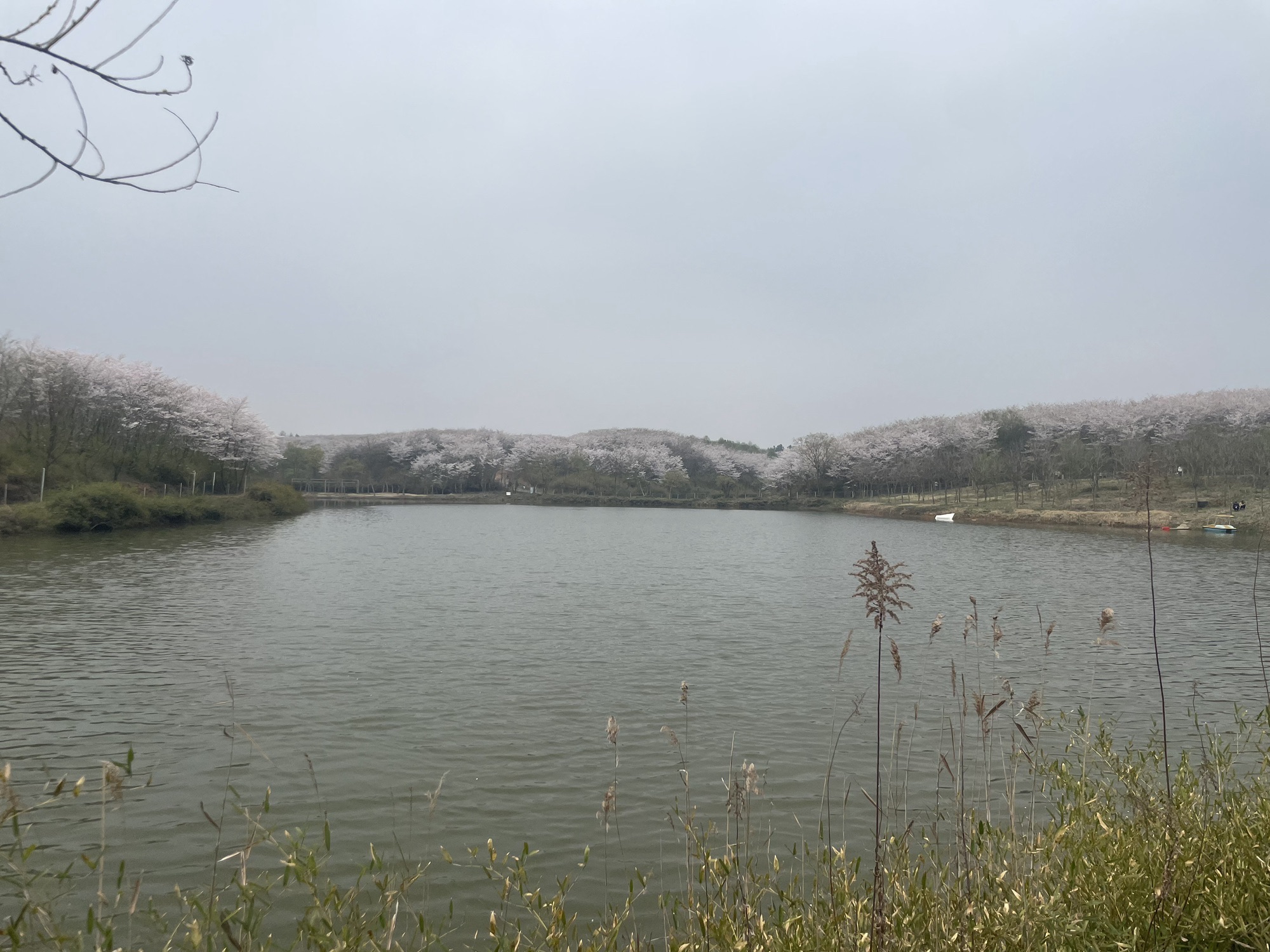 新和千亩樱花旅行图片 2