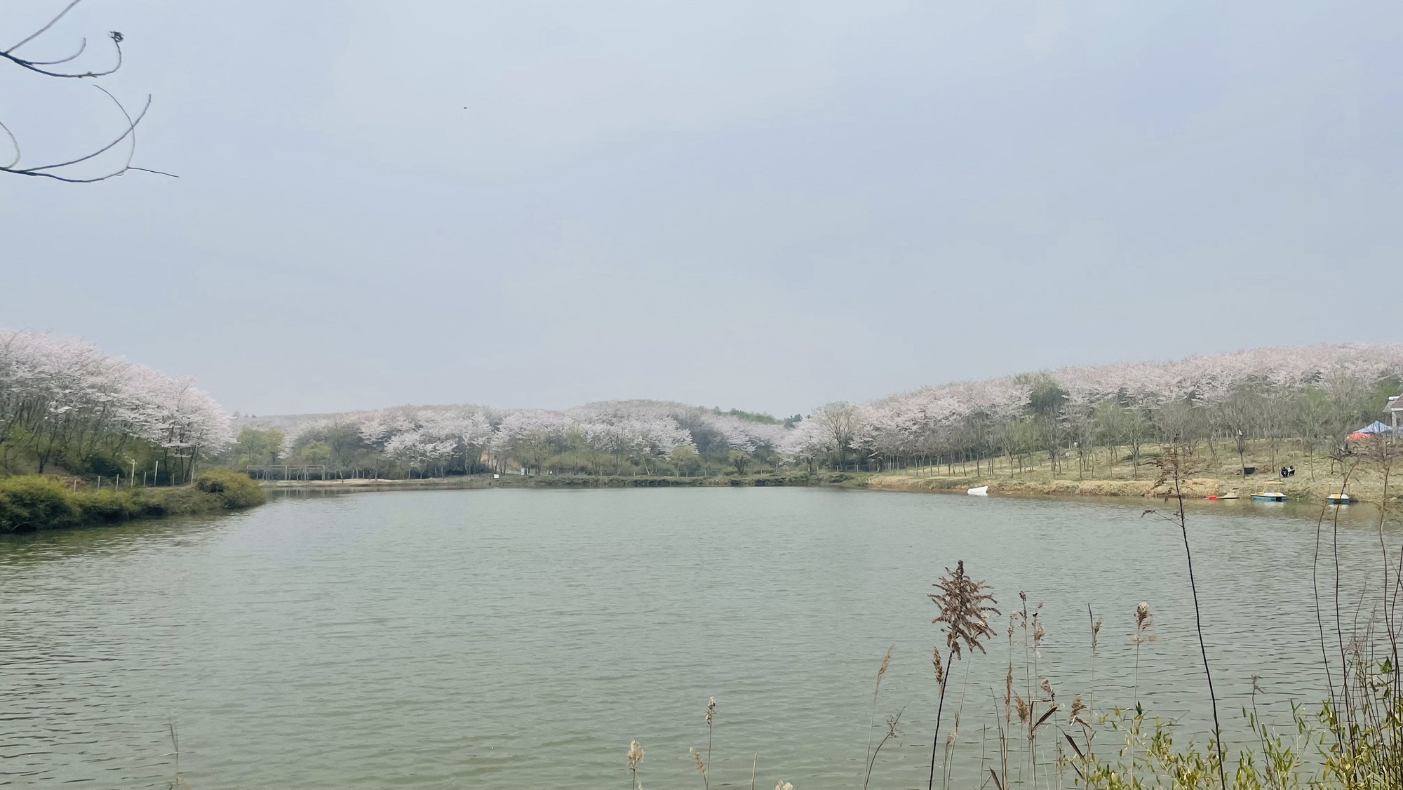 新和千亩樱花旅行图片 3