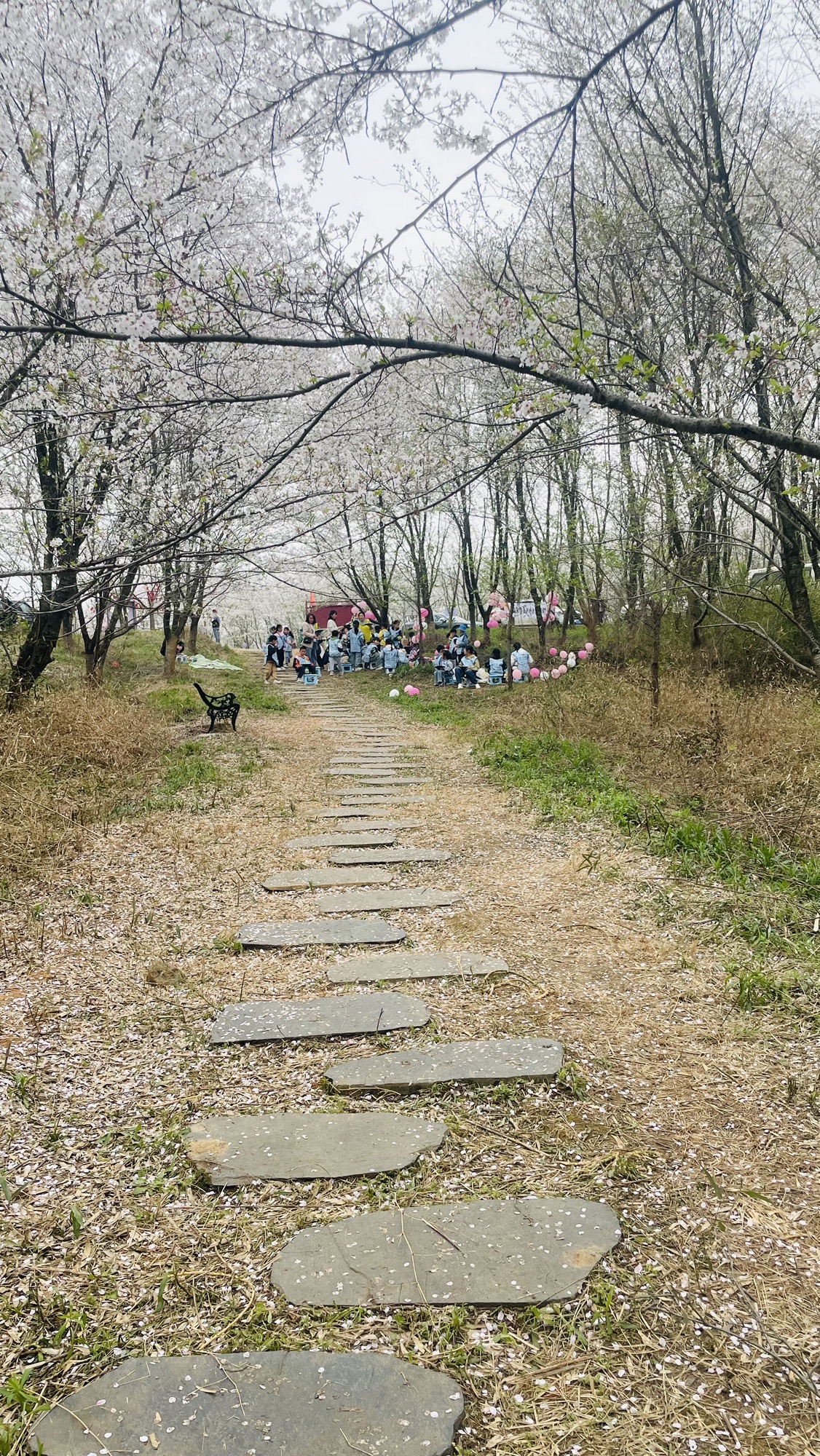 新和千亩樱花旅行图片 1
