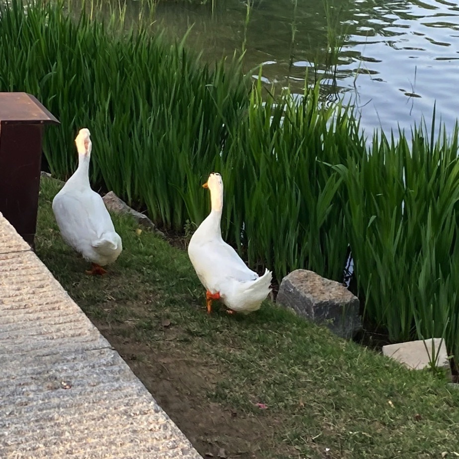 顺居文体公园旅行图片 3