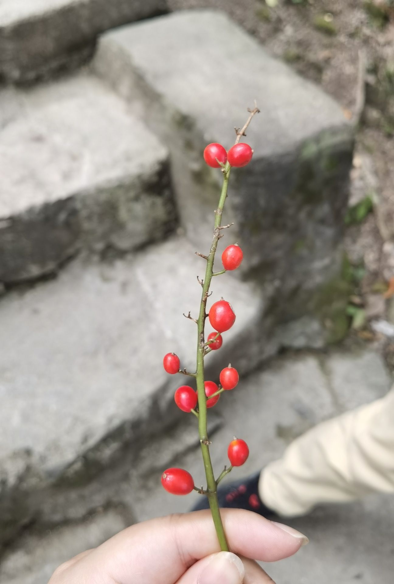 闽侯观音岩寺旅行图片 3