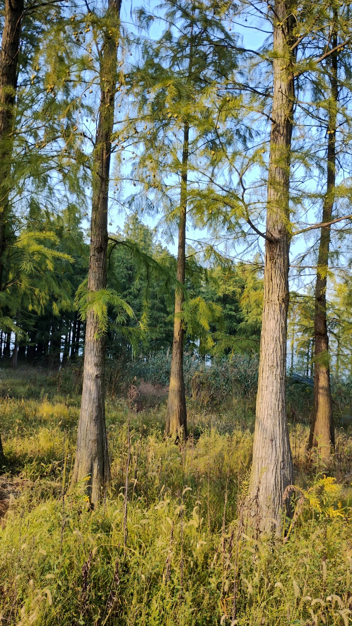 横路村湿地公园旅行图片 3