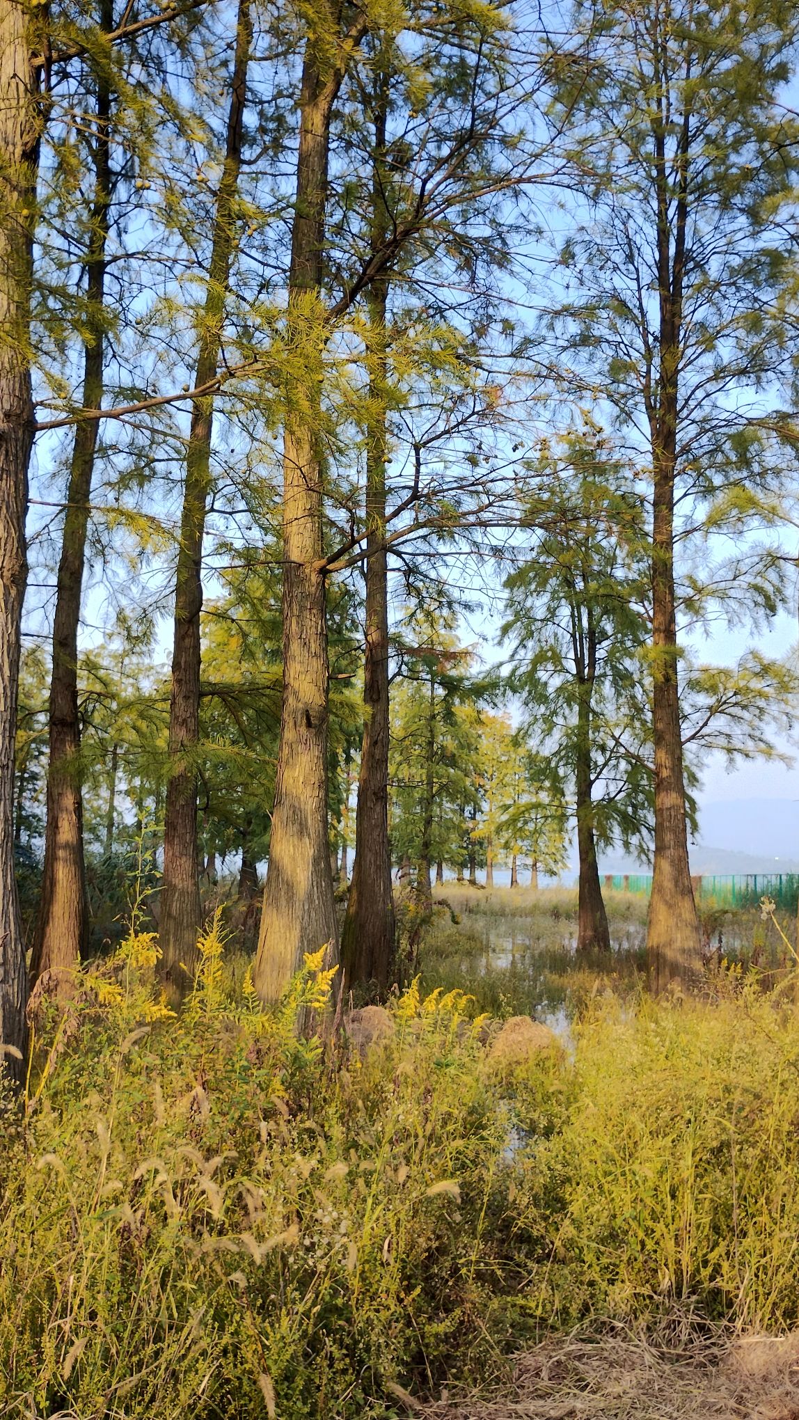 横路村湿地公园旅行图片 2