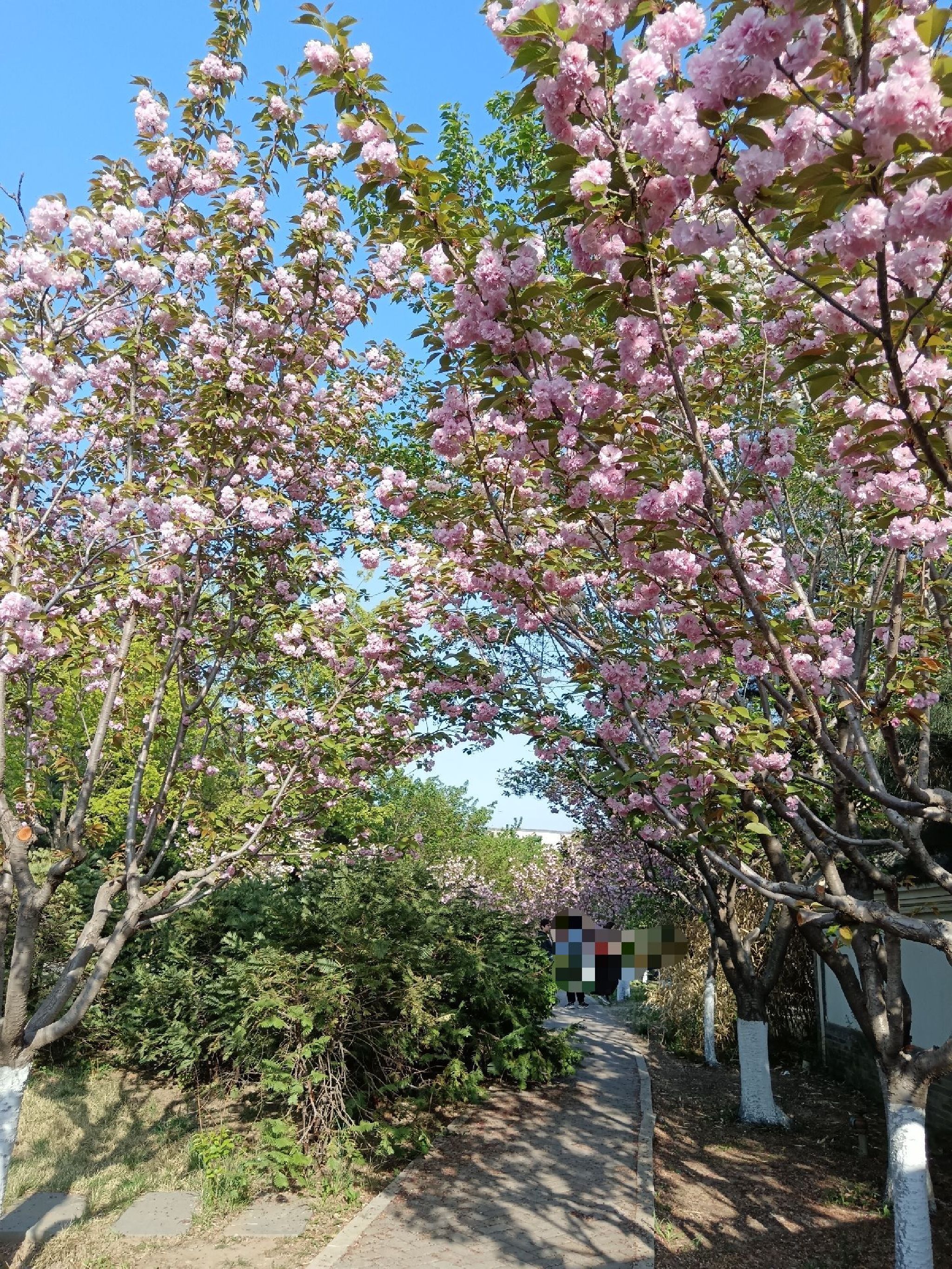 南湖生态旅游风景区-樱花园
