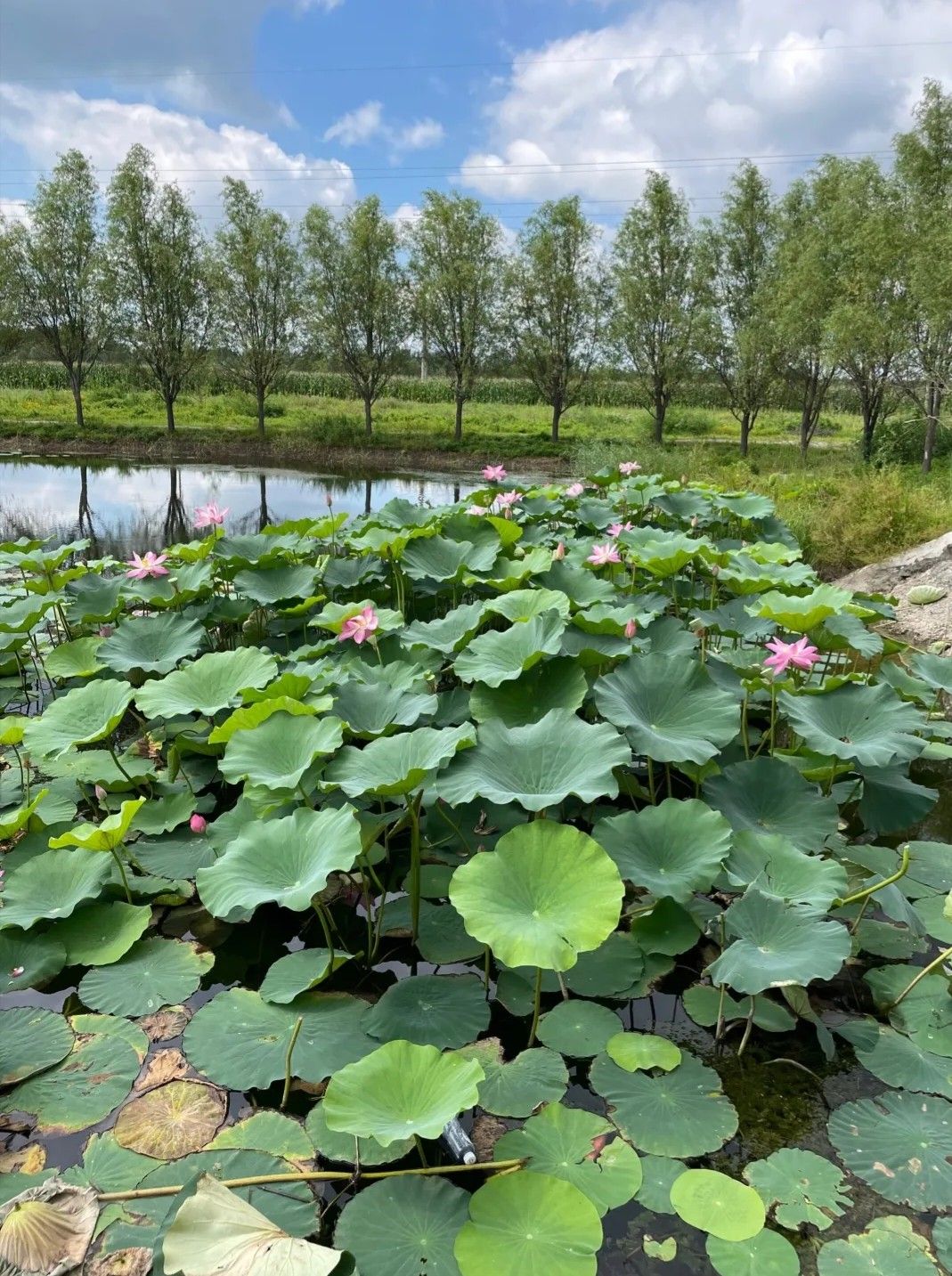 七星湖公园