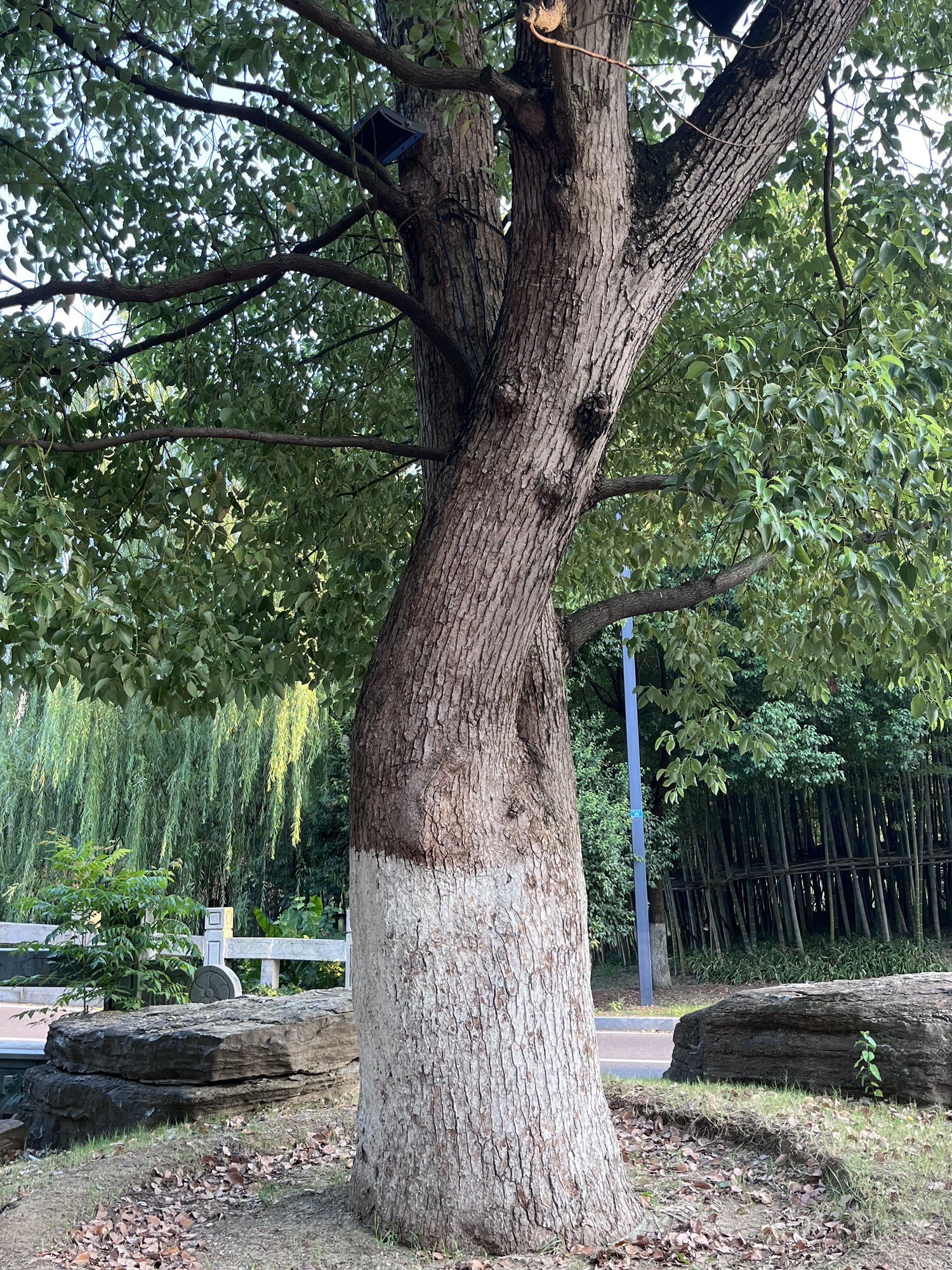 保丰沟竹海景区旅行图片 2
