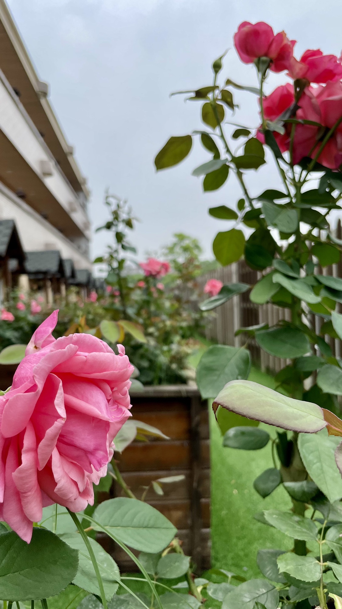 鸟屋乐园旅行图片 3