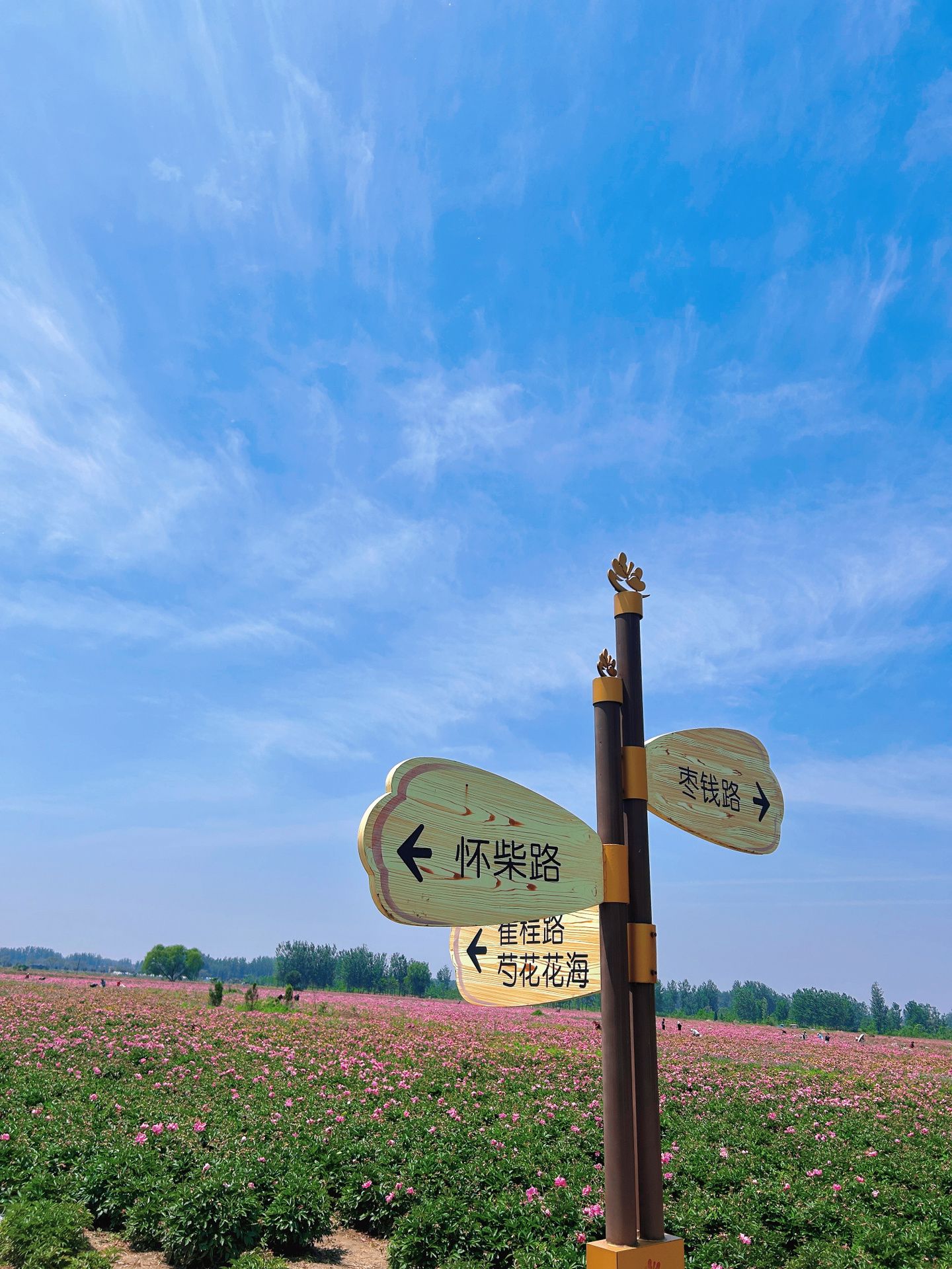亳药花海观光大世界(杜仲路门)旅行图片